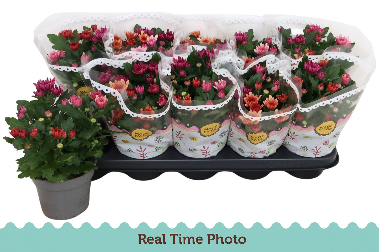 Chrysanthemum Mount Aubisque carnaval 25cm 12cm Pot