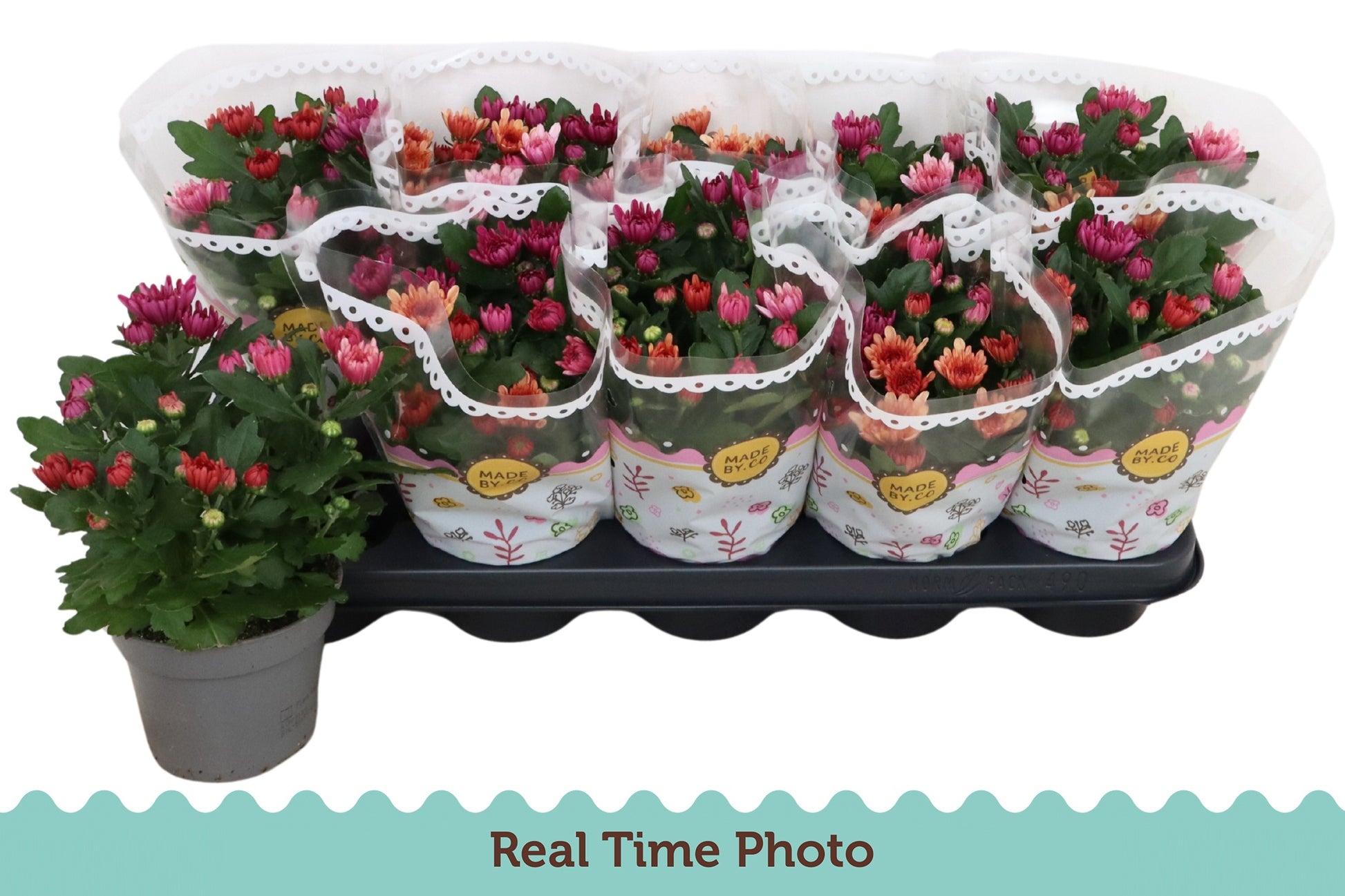 Chrysanthemum Mount Aubisque carnaval 25cm 12cm Pot