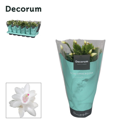 Schlumbergera white 18cm 9cm Pot