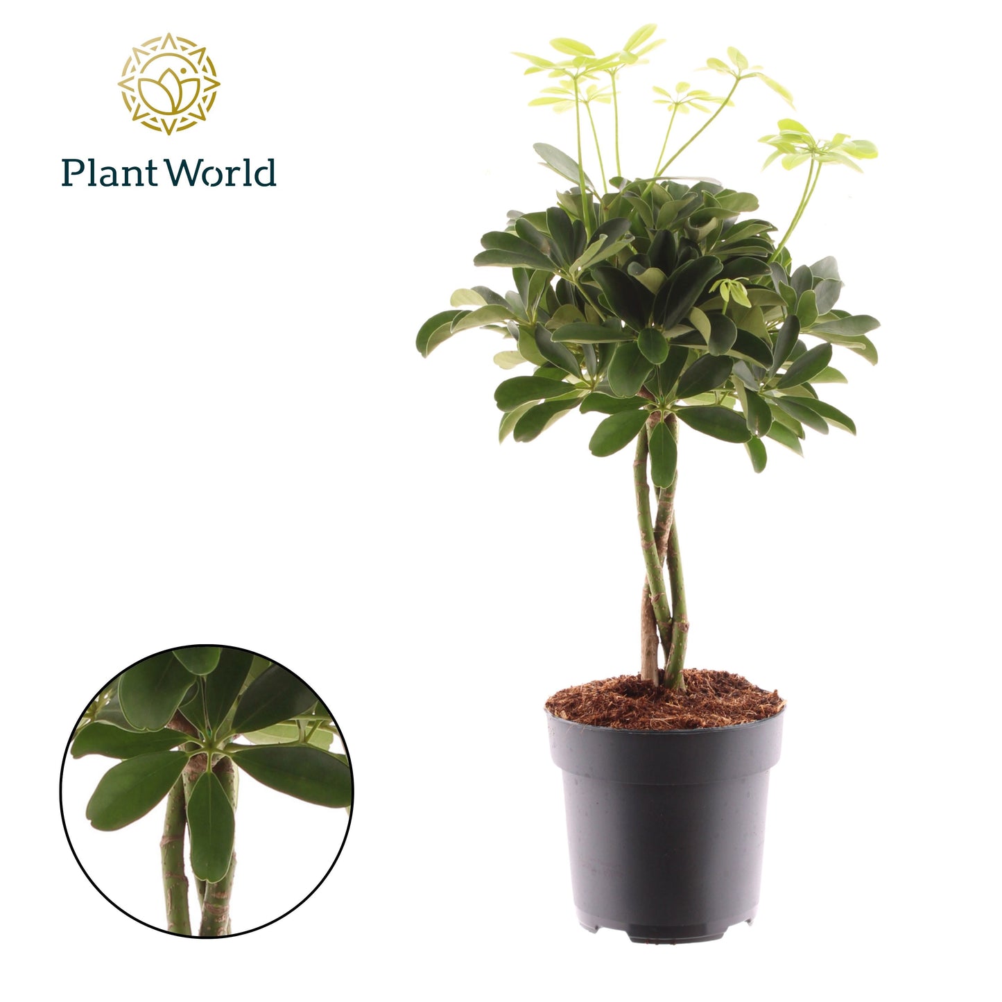 Schefflera Nora braided 60cm 17cm Pot