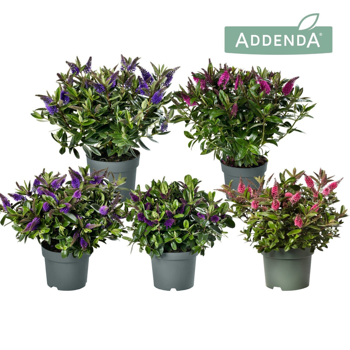Hebe Hebedonna mix 30cm 15cm Pot