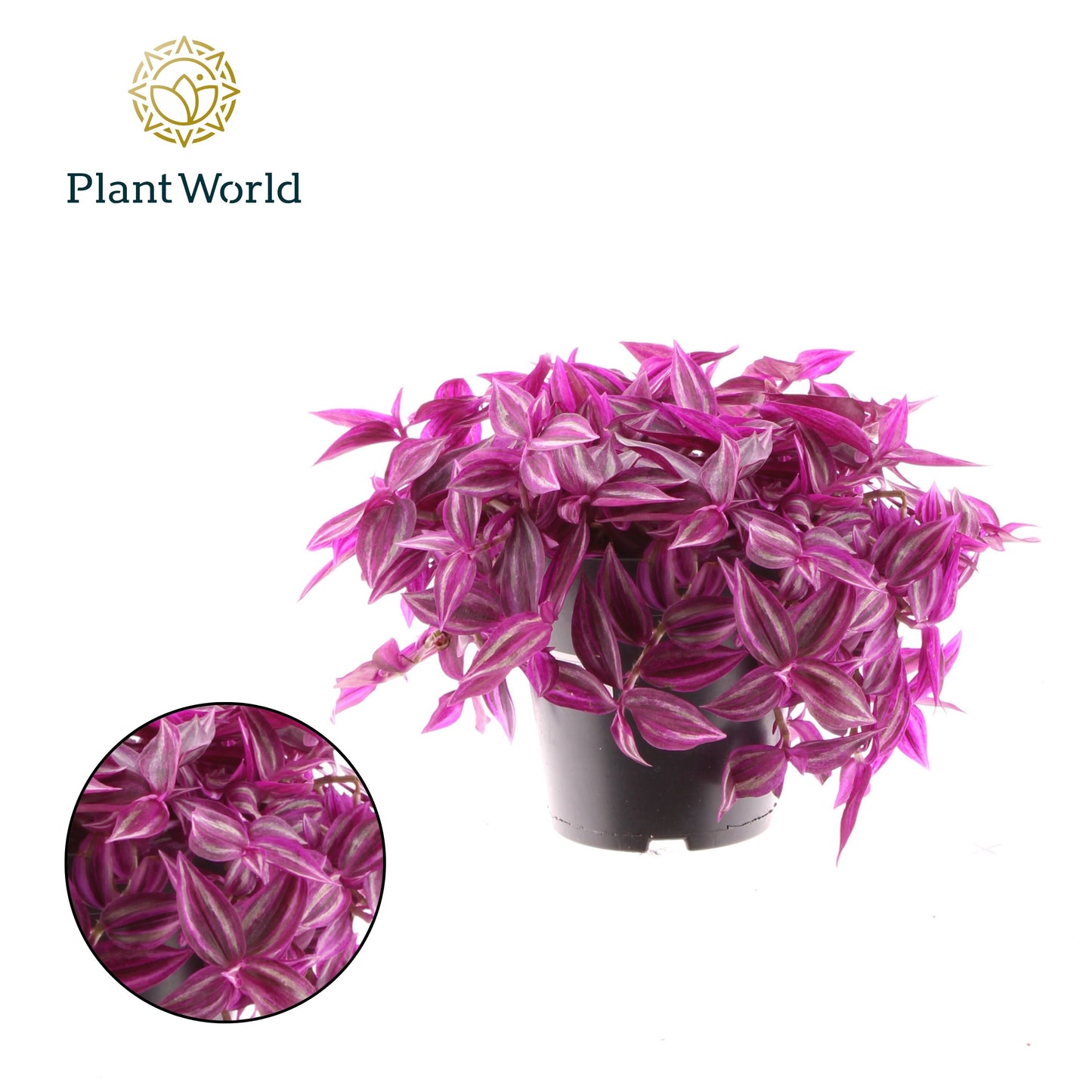 Tradescantia Pink Paradise 20cm 14cm Pot