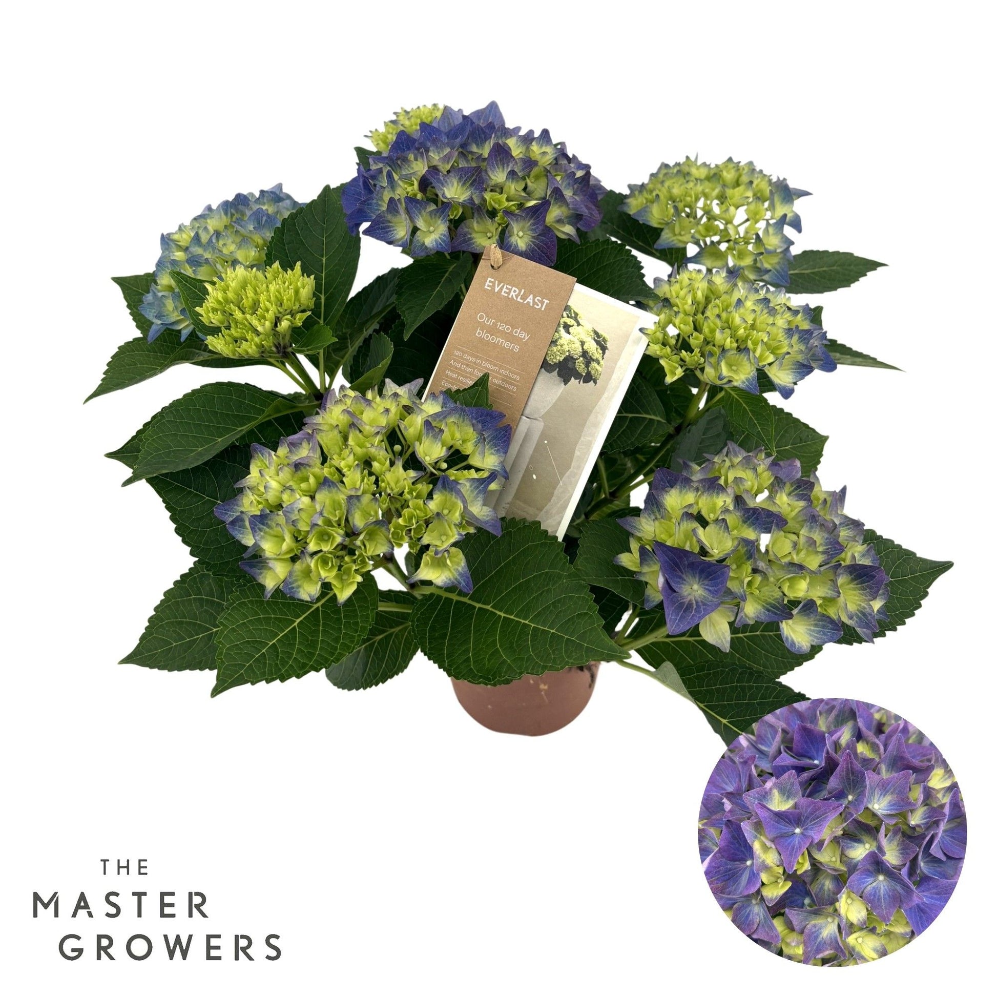 Hydrangea macr. Hi Ocean Blue 40cm 14cm Pot