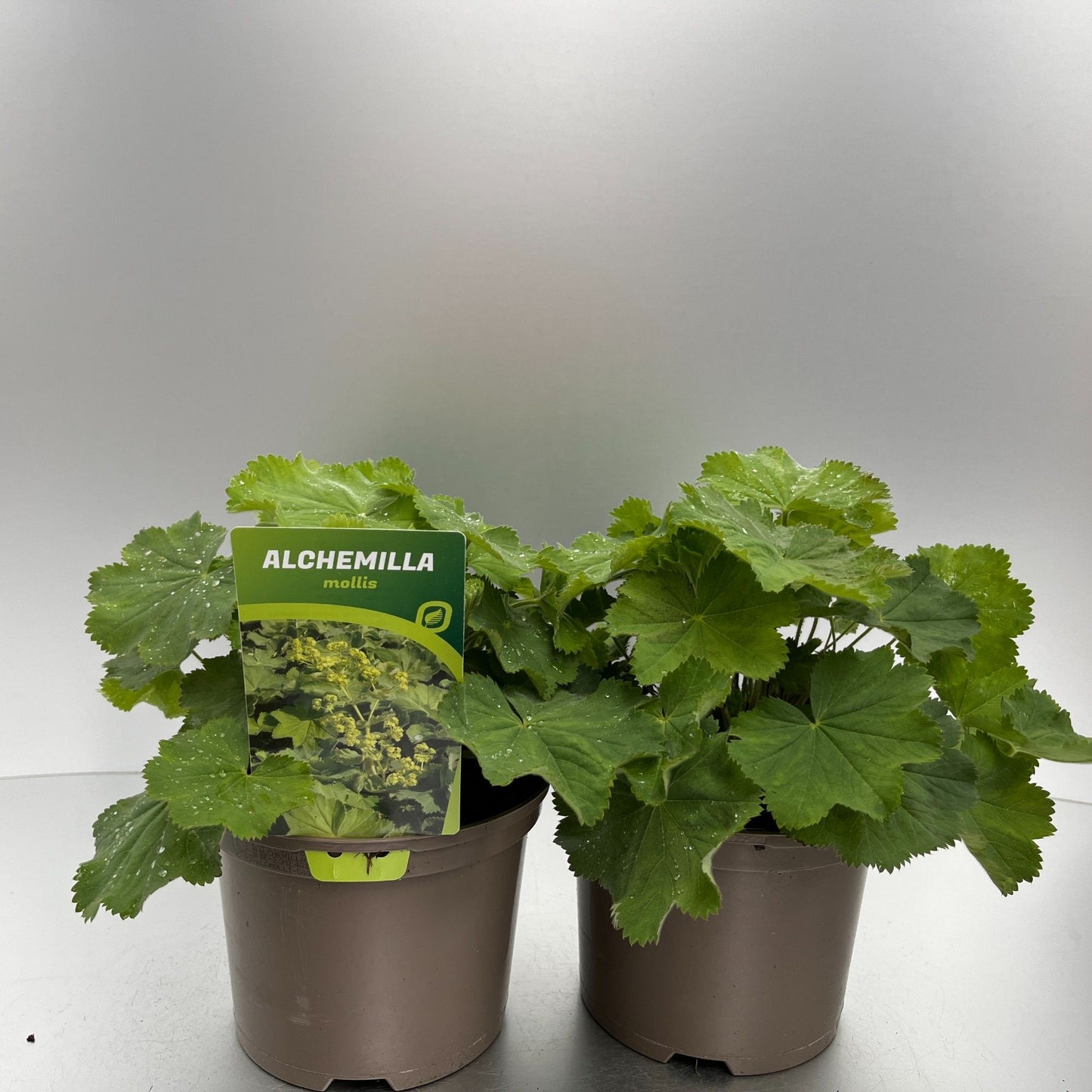 Alchemilla mollis 20cm 17cm Pot