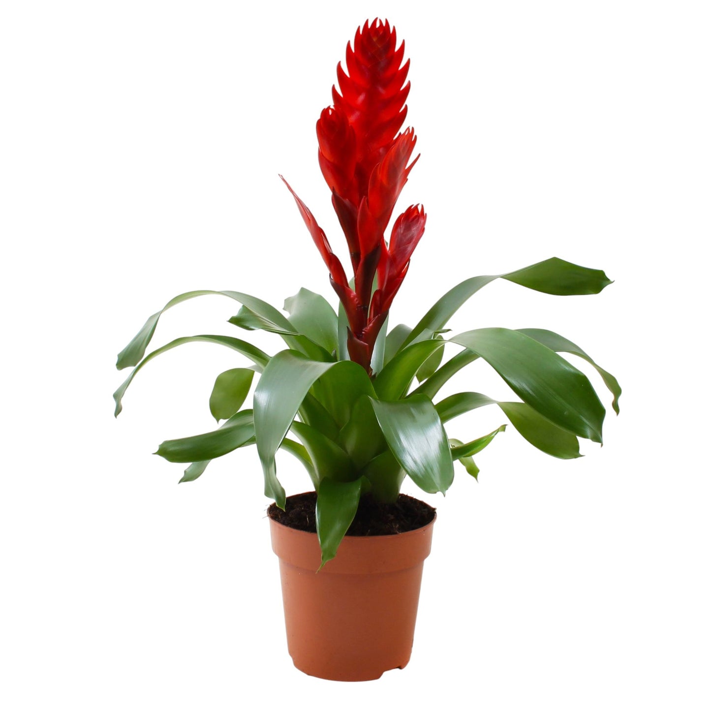 Vriesea Style 40cm 12cm Pot
