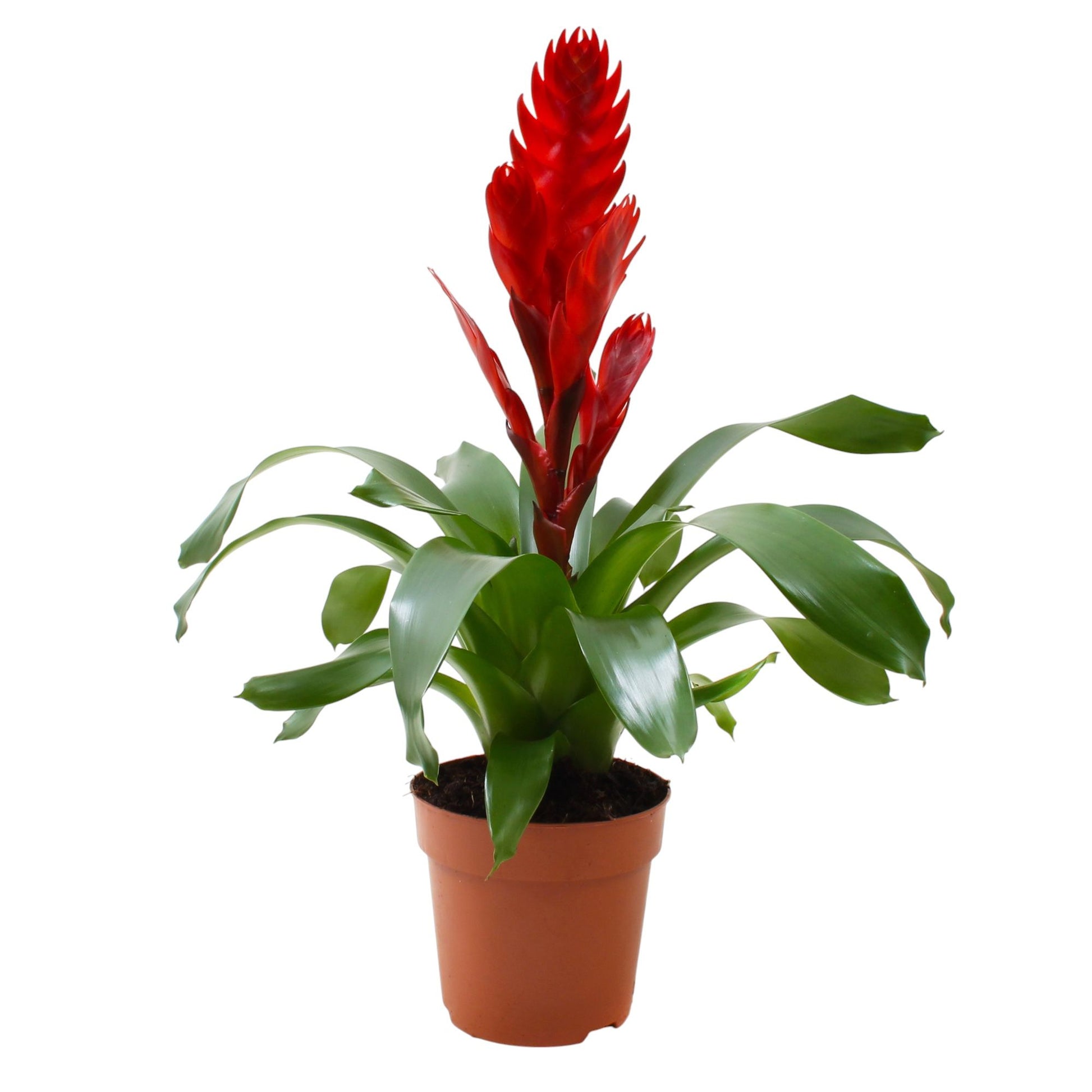 Vriesea Style 40cm 12cm Pot