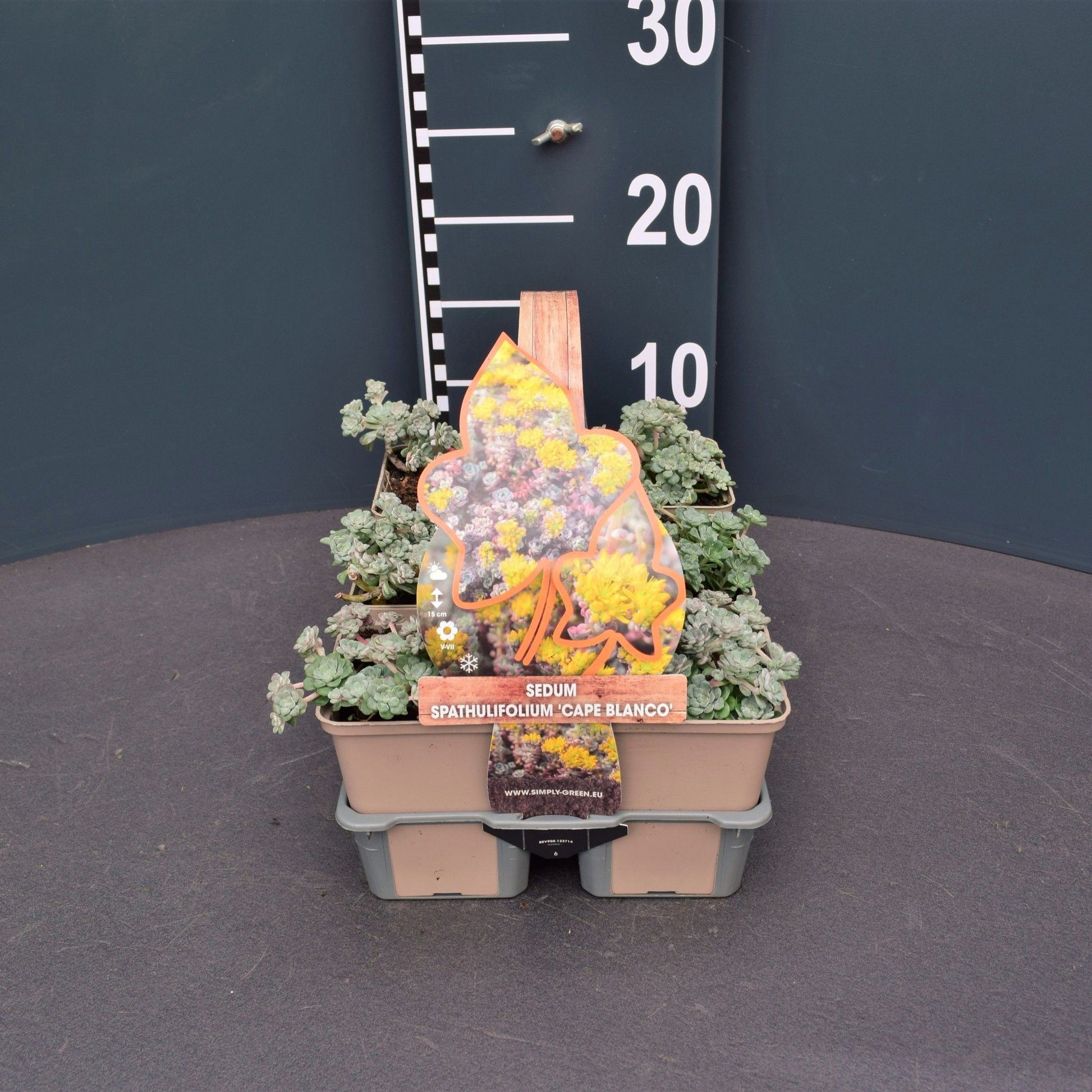 Sedum Cape Blanco 5cm 9cm Pot