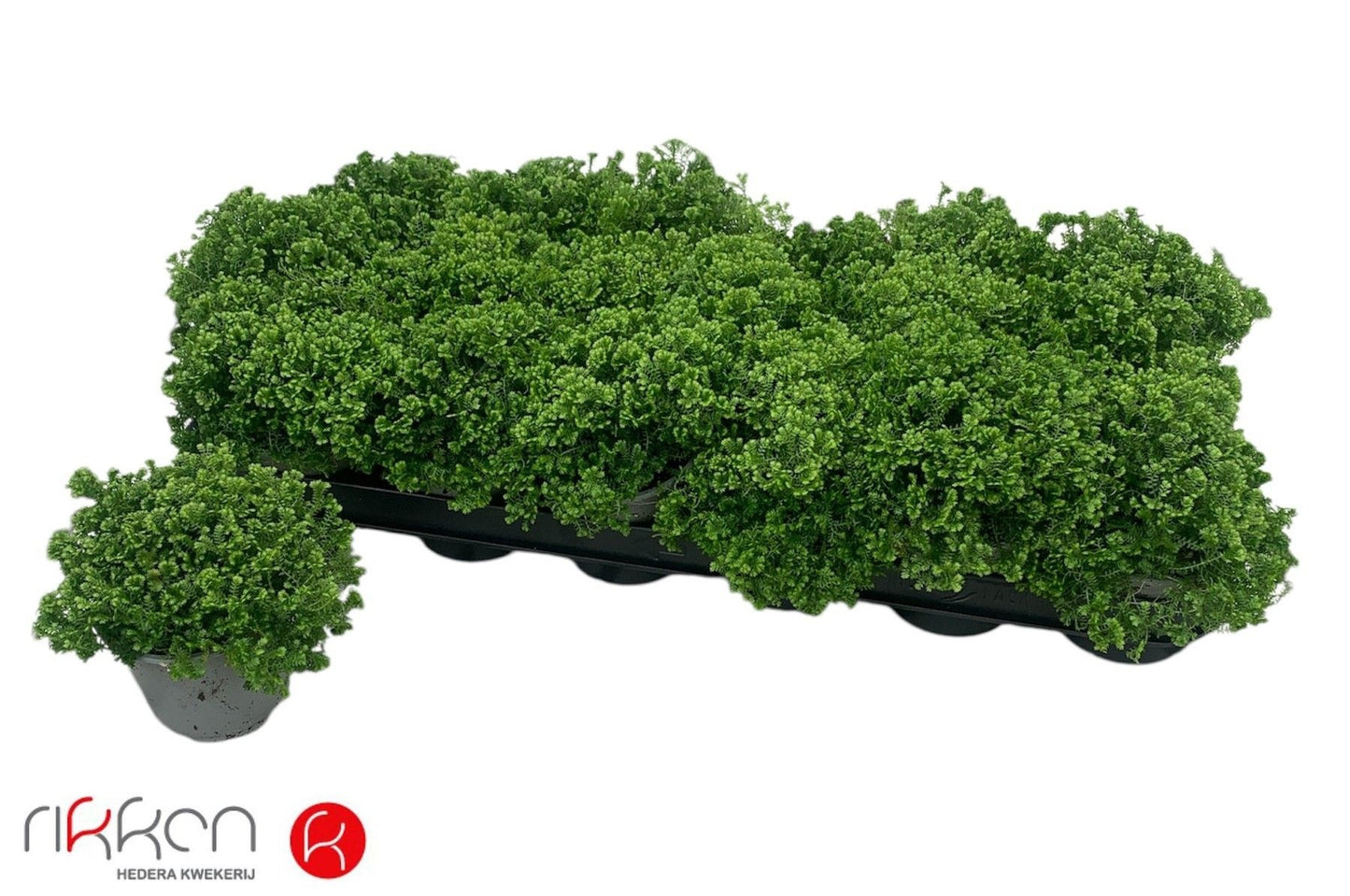 Selaginella apoda 20cm 9cm Pot