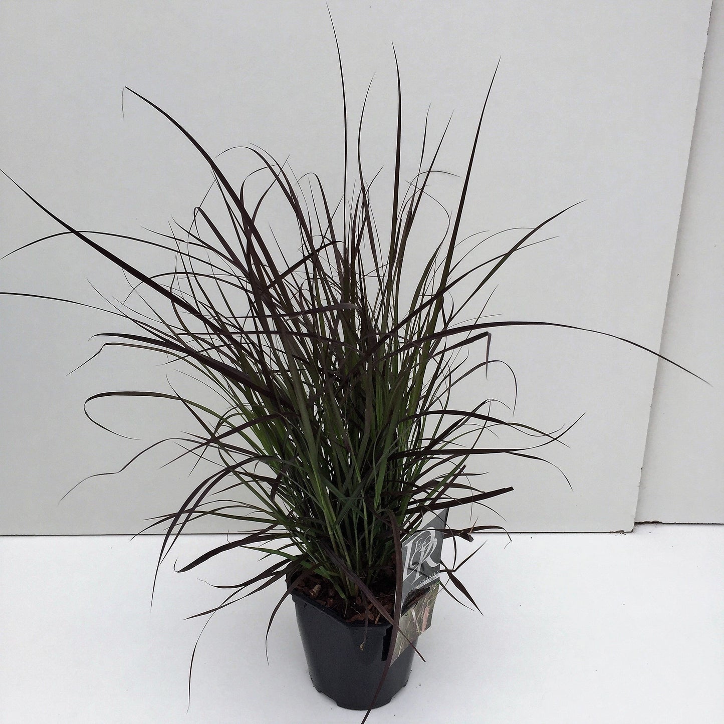 Pennisetum x advent Summer Samba 40cm 17cm Pot