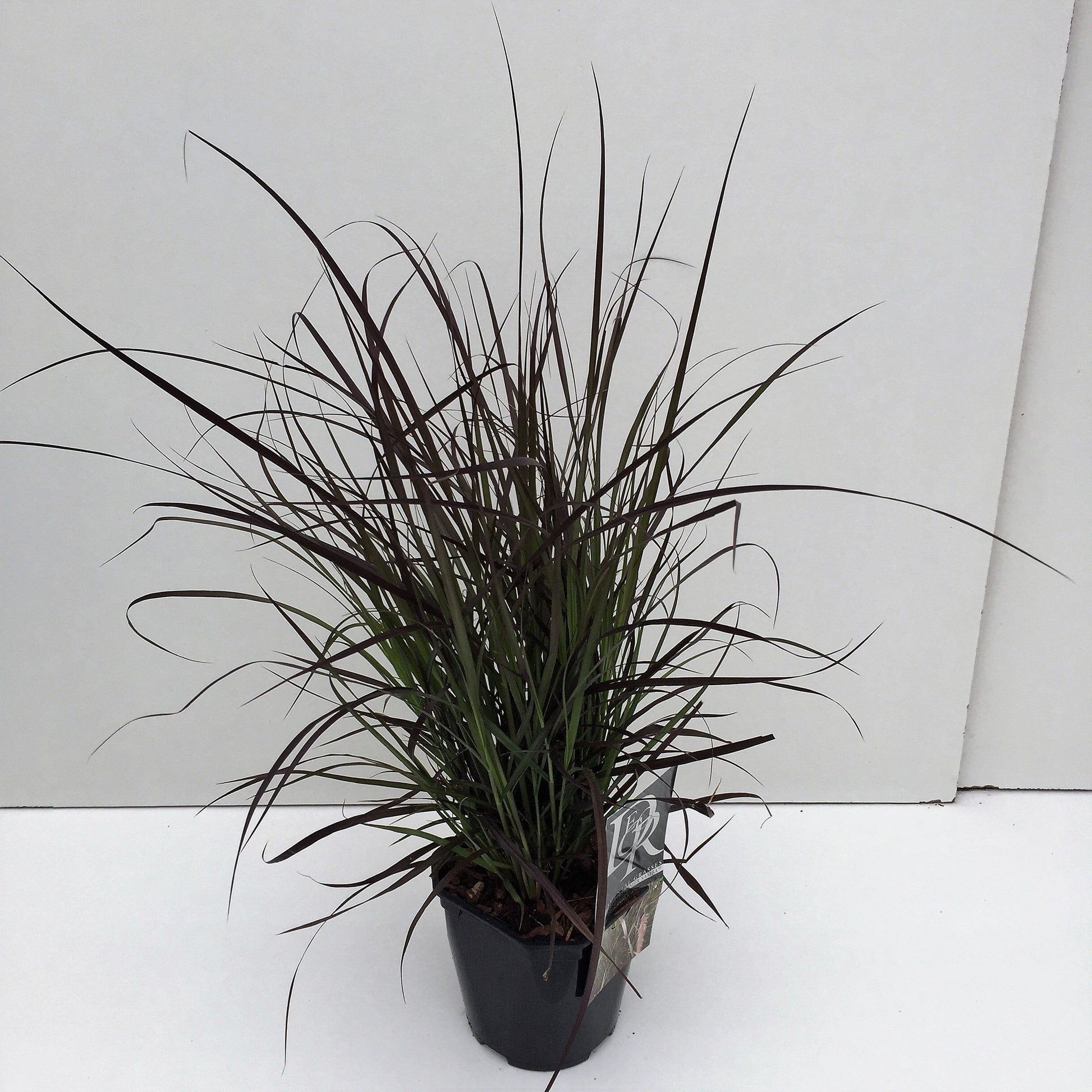 Pennisetum x advent Summer Samba 40cm 17cm Pot