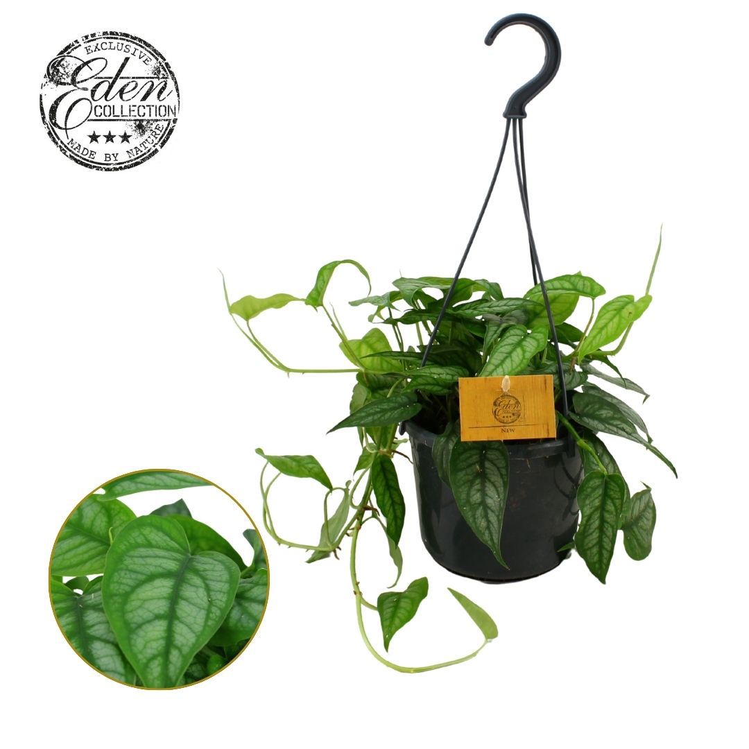 Monstera siltepecana 20cm 15cm Pot