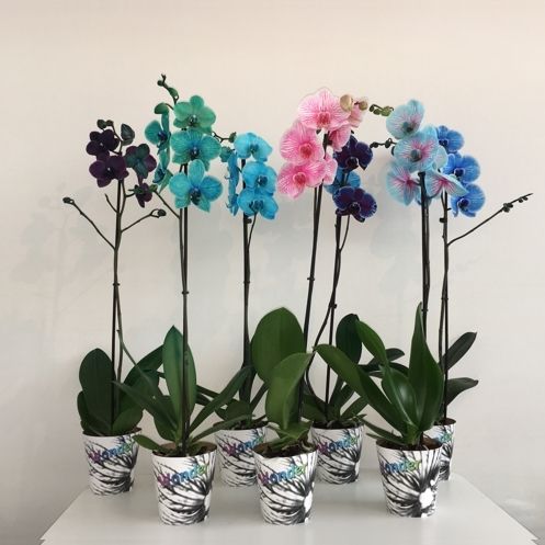 Phalaenopsis Magic mix 70cm 12cm Pot