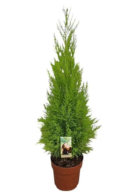 Cupressus Goldcrest Wilma 80cm 21cm Pot