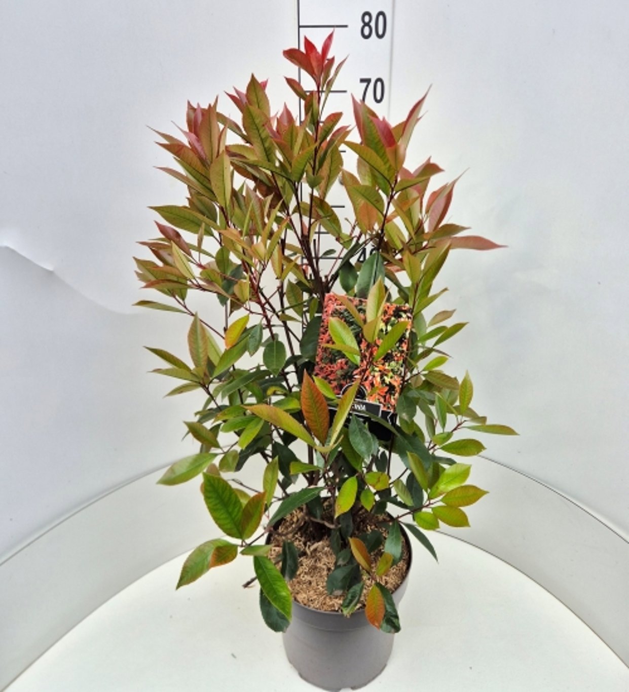 Photinia fra. Red Robin 90cm 28cm Pot