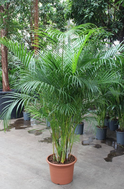 Dypsis lutescens 200cm 40cm Pot
