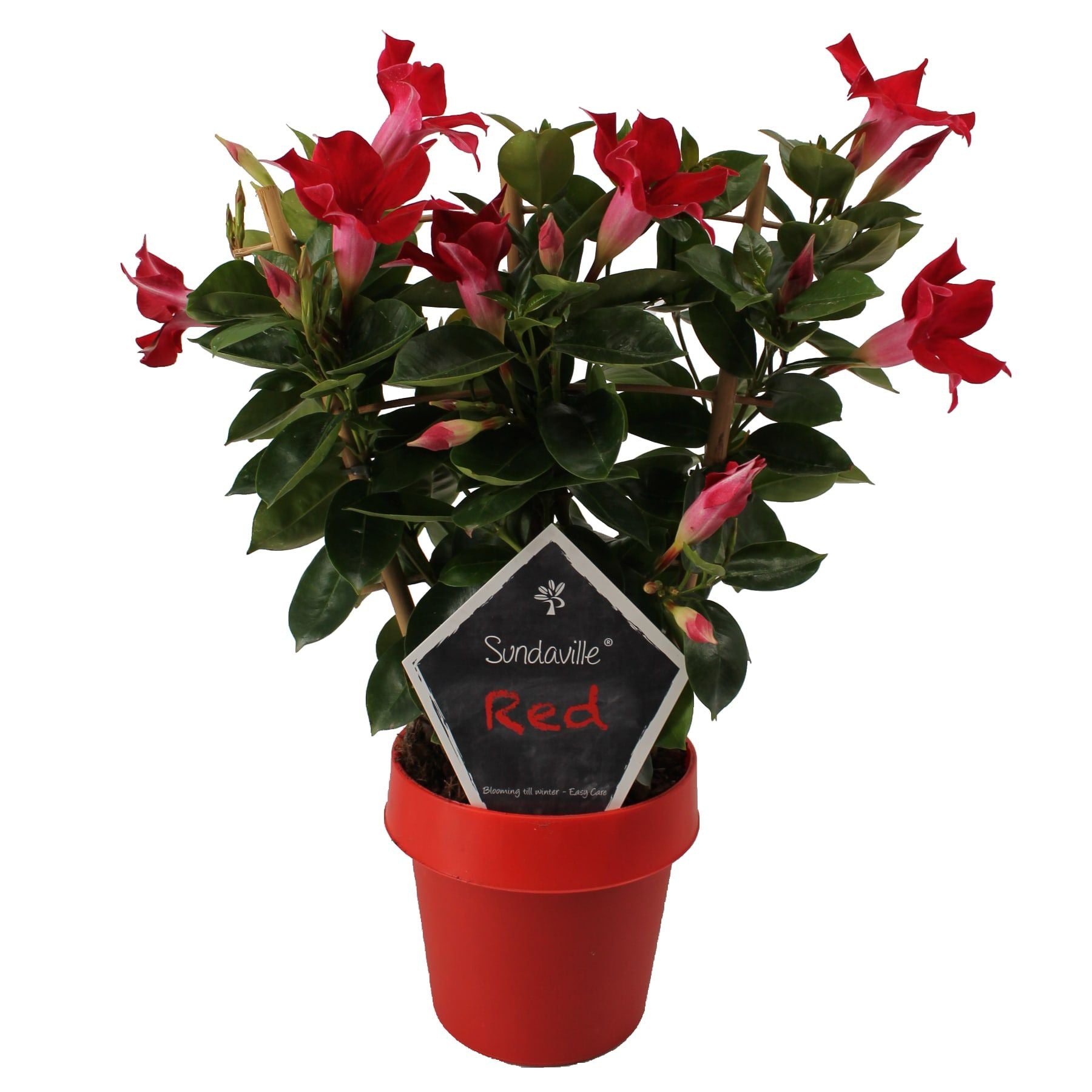 Mandevilla red trellis 40cm 14cm Pot