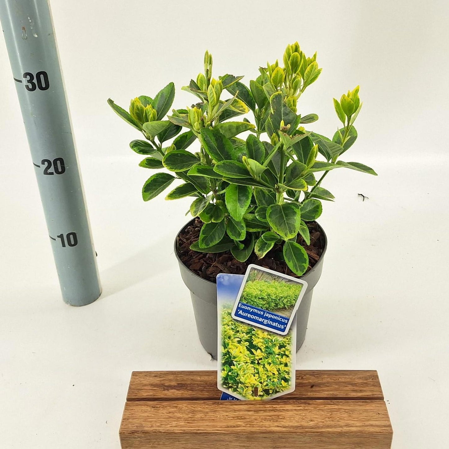 Euonymus jap. Aureomarginatus 25cm 17cm Pot