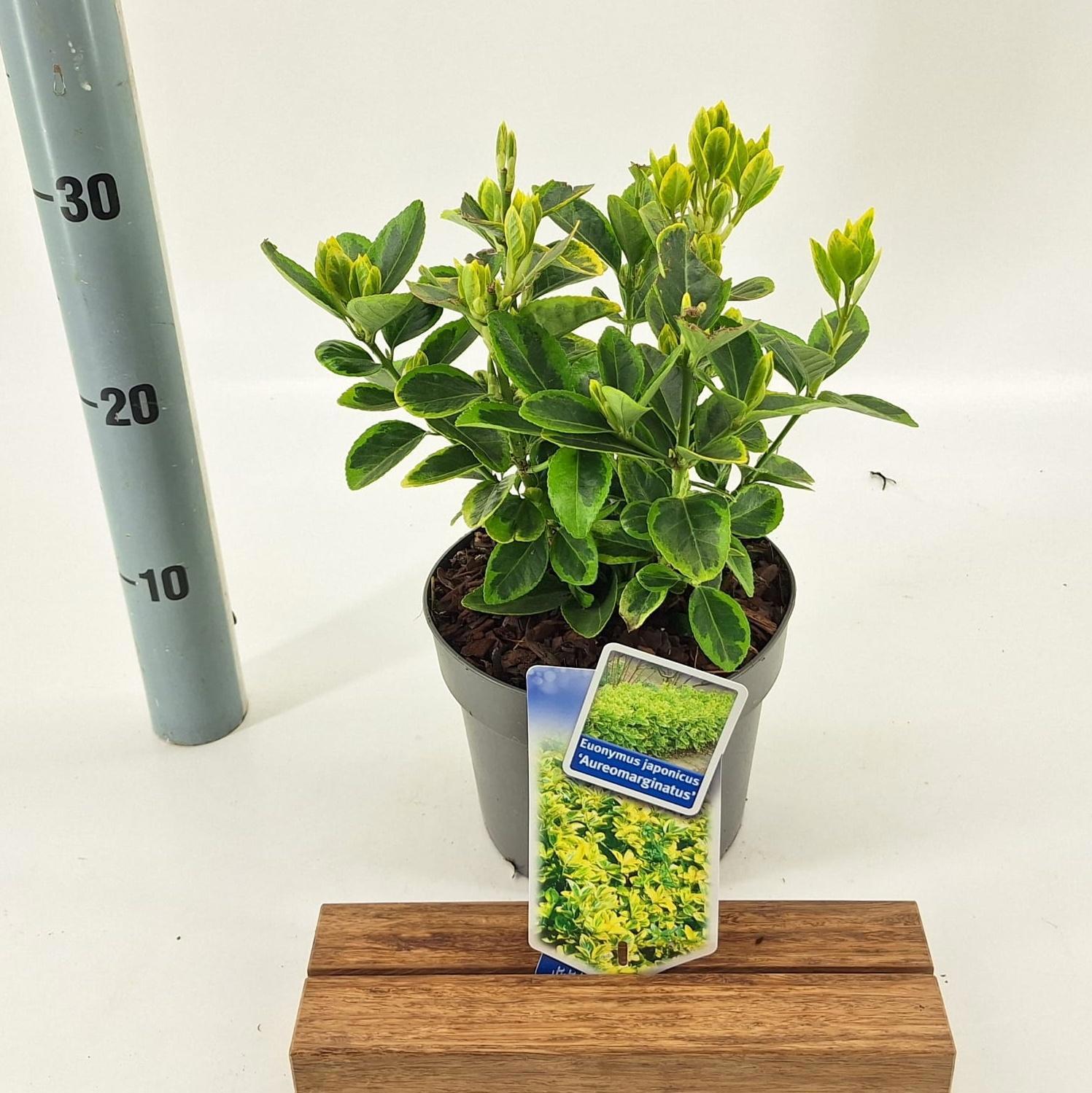 Euonymus jap. Aureomarginatus 25cm 17cm Pot