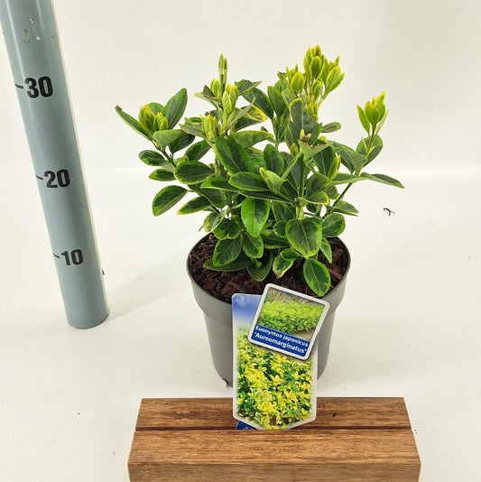 Euonymus jap. Aureomarginatus 25cm 17cm Pot