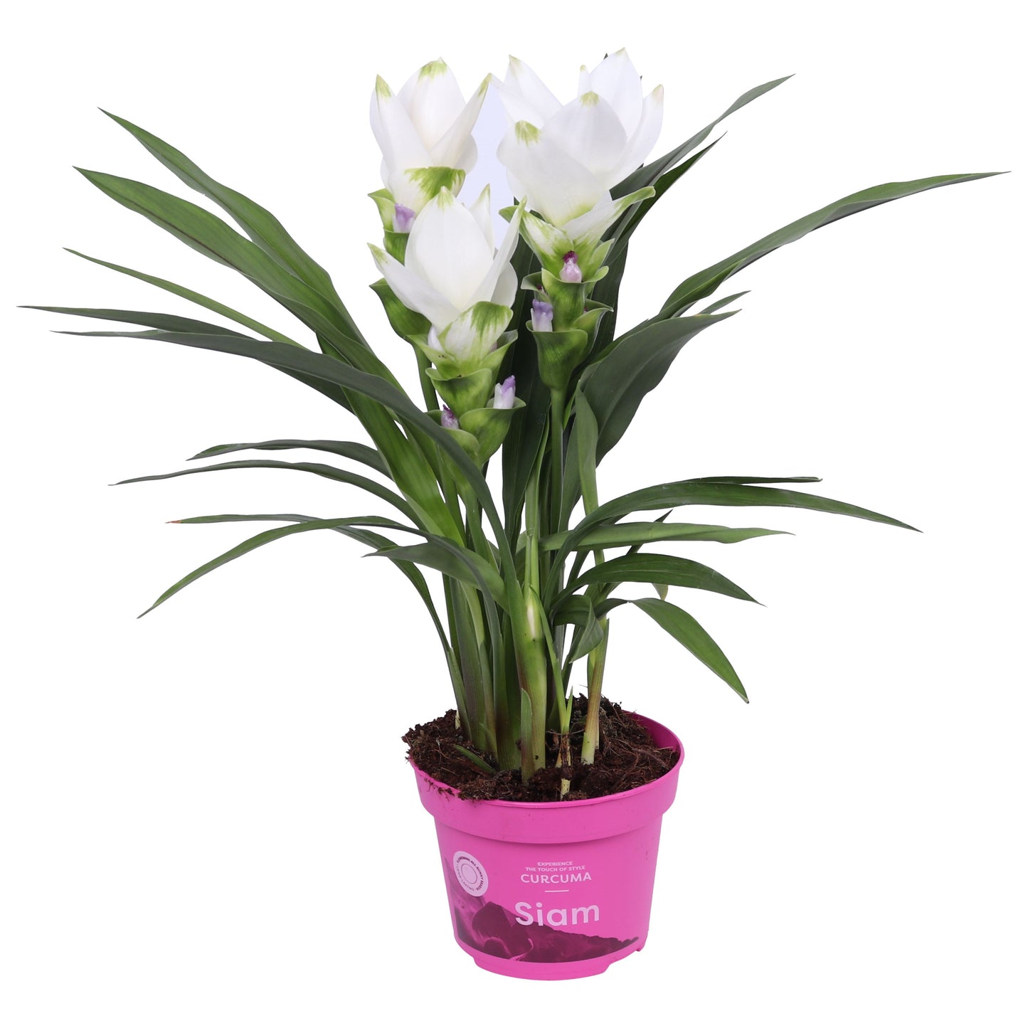 Curcuma Siam Sisto 50cm 12cm Pot