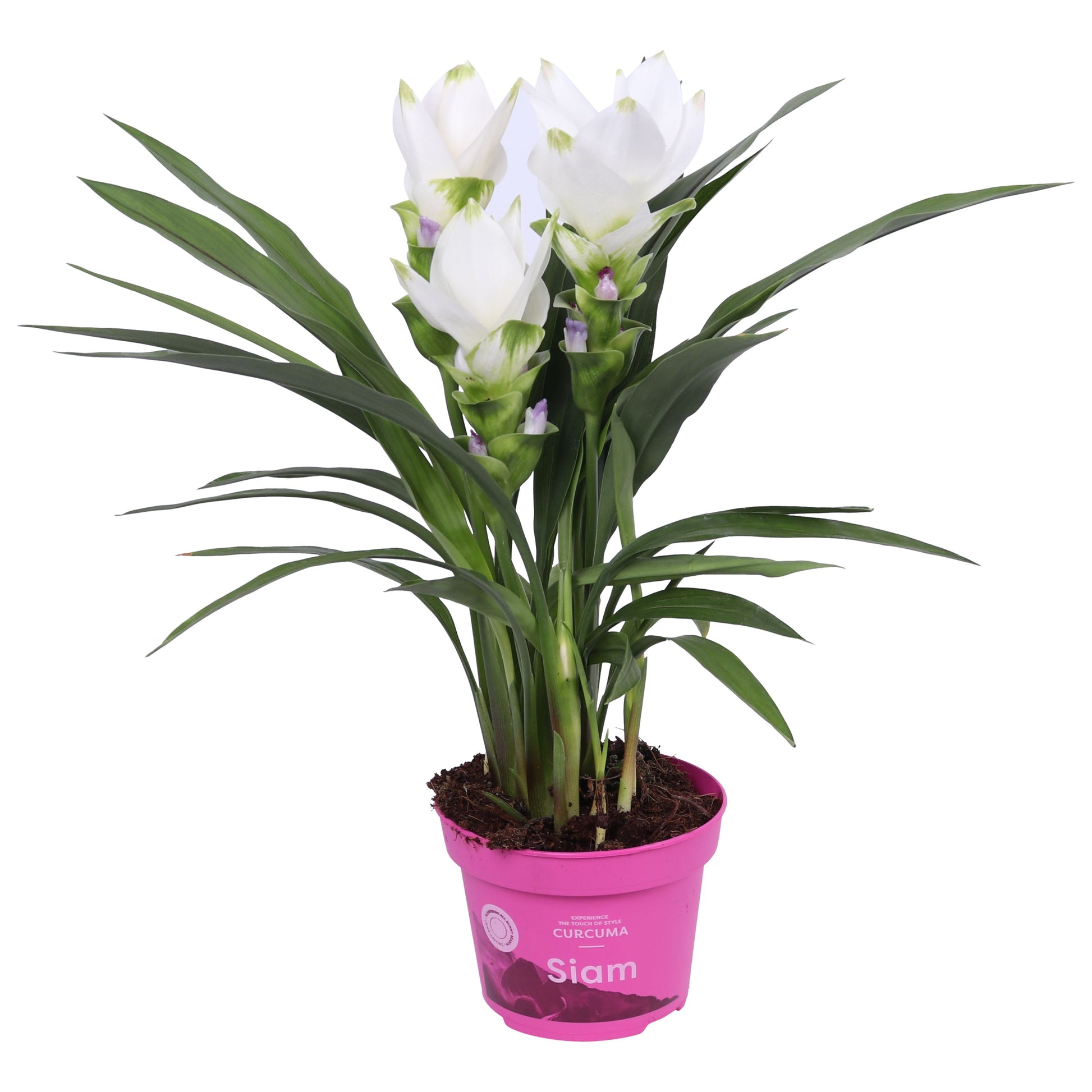 Curcuma Siam Sisto 50cm 12cm Pot