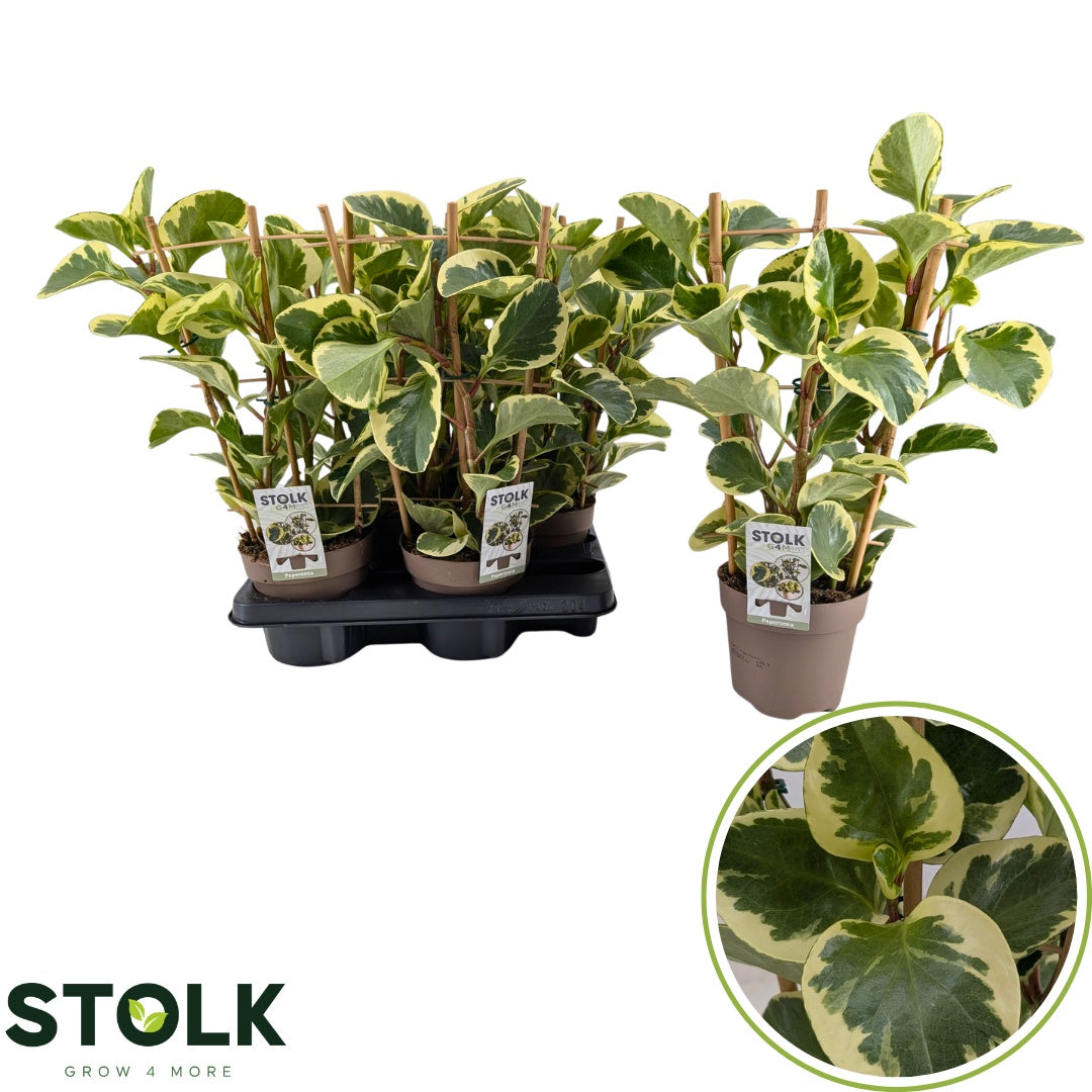 Peperomia Obtipan Bicolor 55cm 14cm Pot