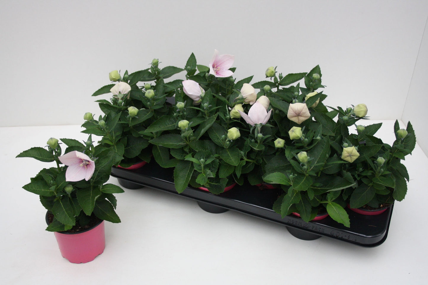 Platycodon graniflorus Astra Pink 25cm 510cm Pot