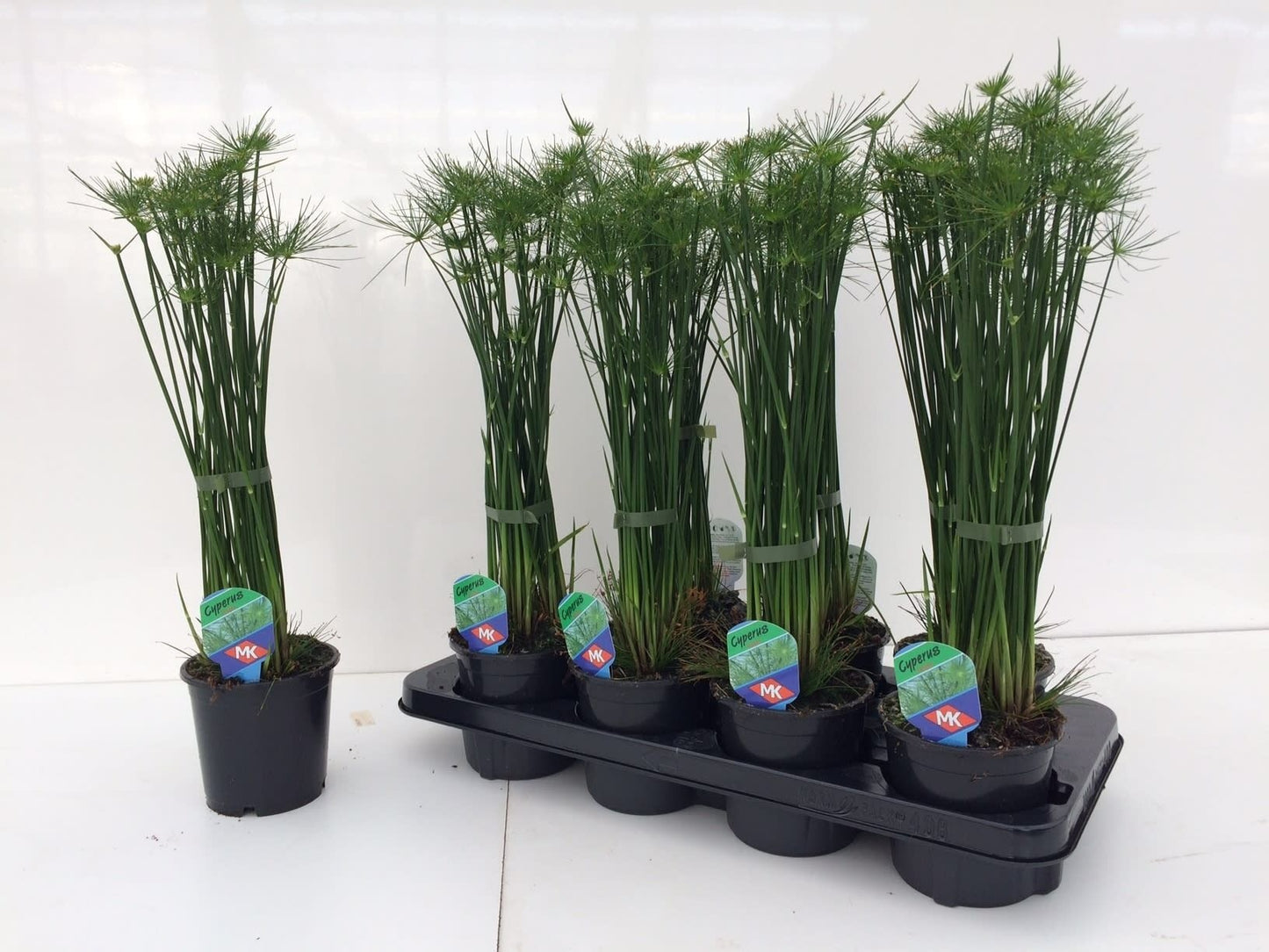 Cyperus haspan 55cm 12cm Pot