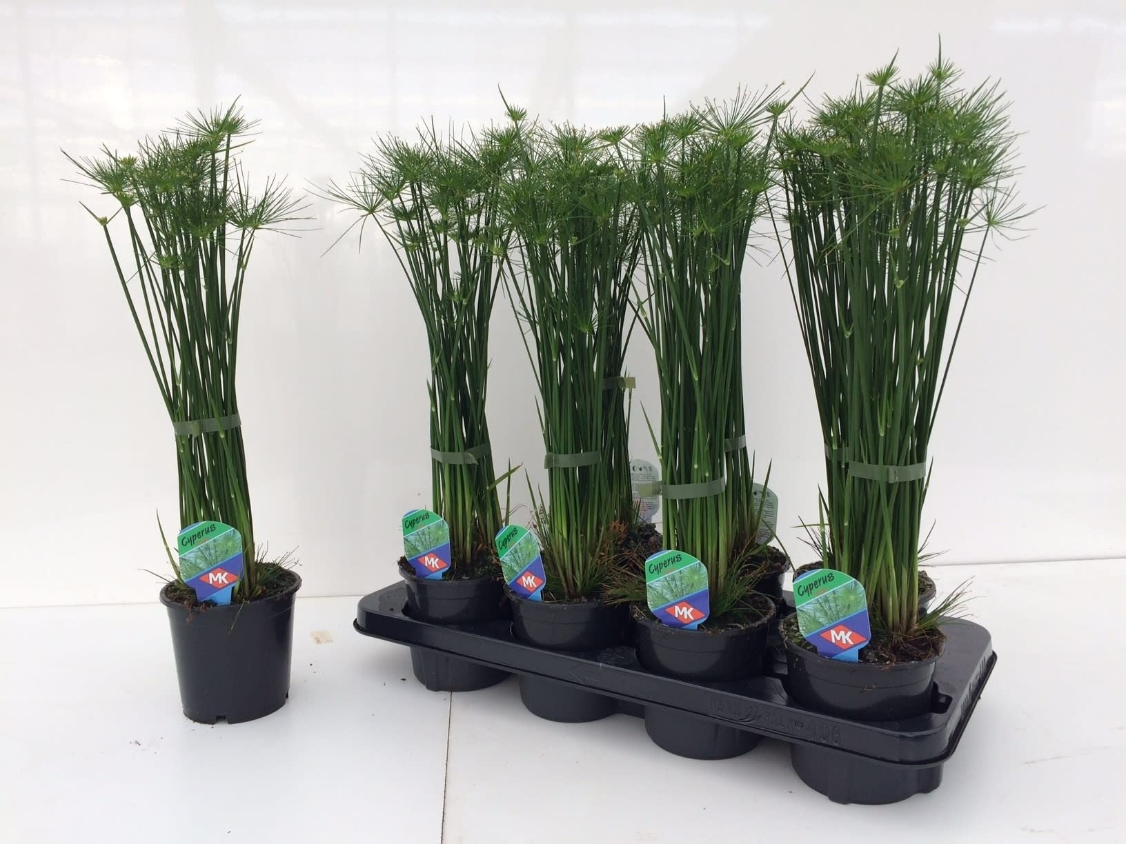 Cyperus haspan 55cm 12cm Pot