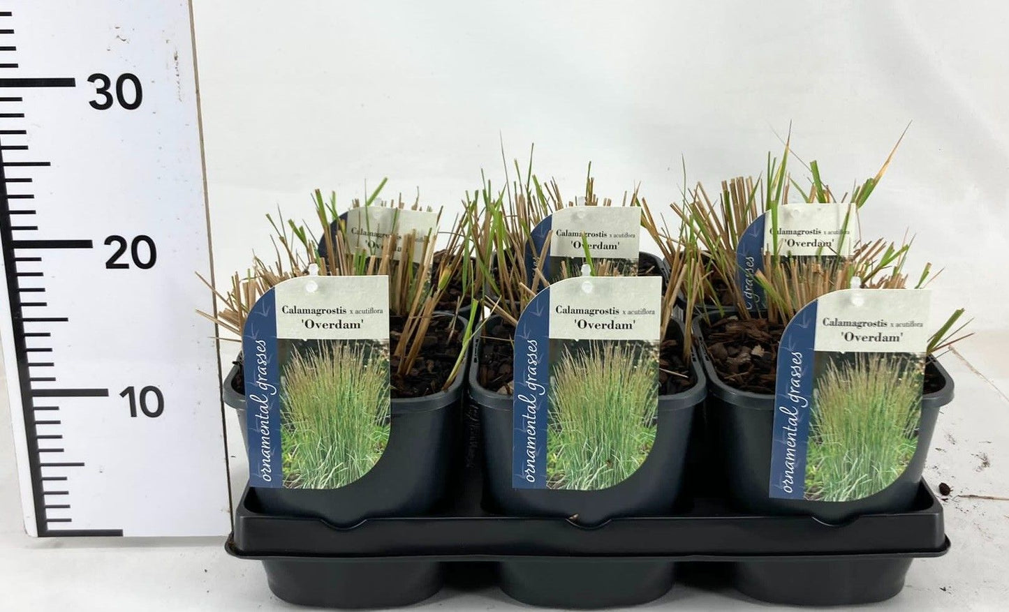 Calamagrostis ac. Overdam 15cm 17cm Pot