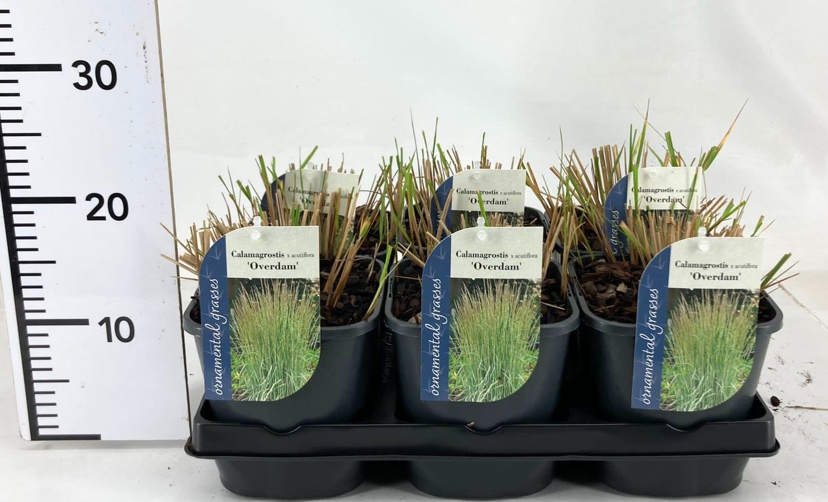 Calamagrostis ac. Overdam 15cm 17cm Pot