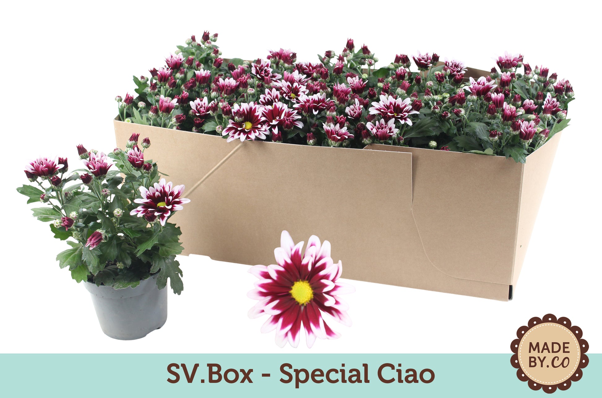 Chrysanthemum Ciao 25cm 12cm Pot