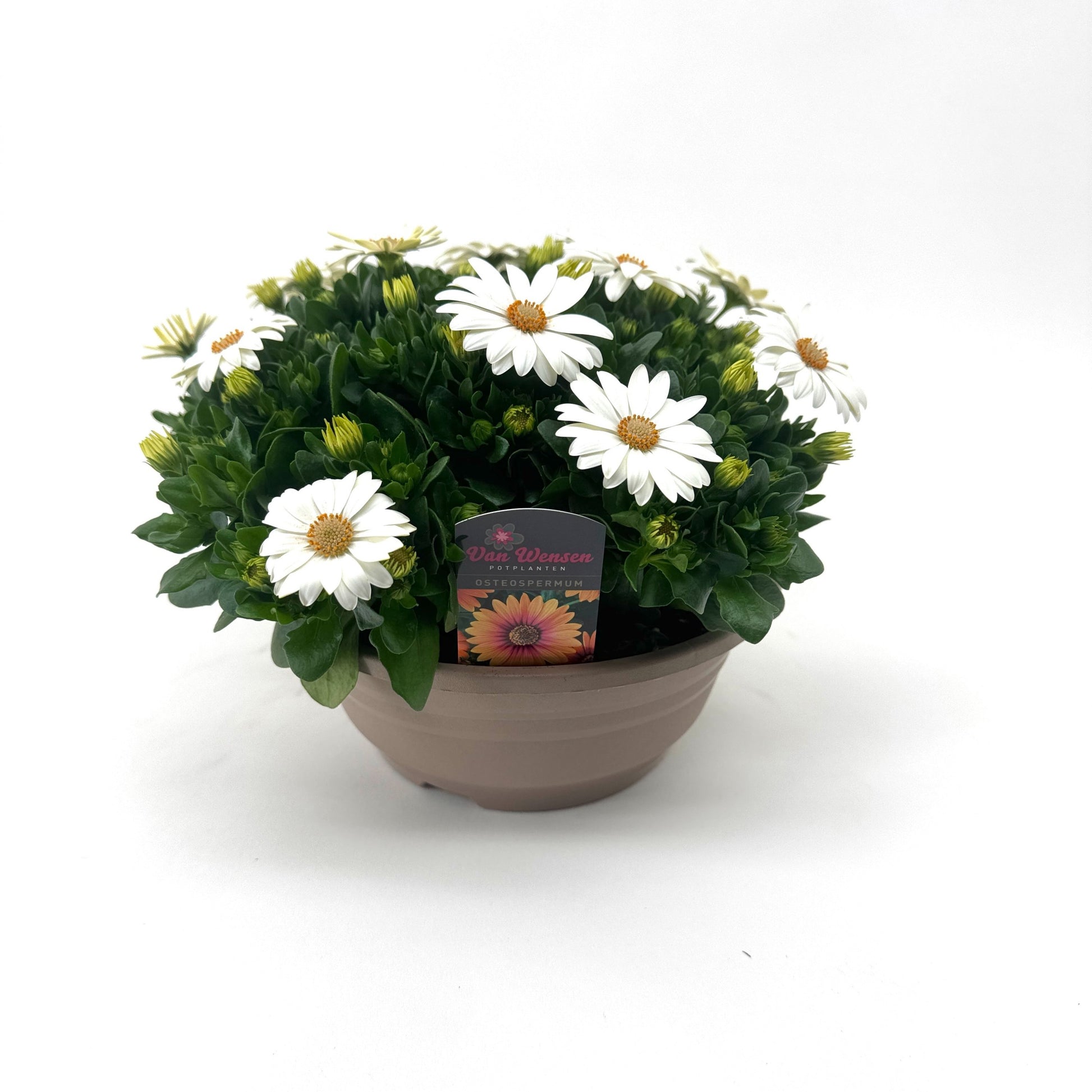 Osteospermum Margarita Cream 24cm 21cm Pot