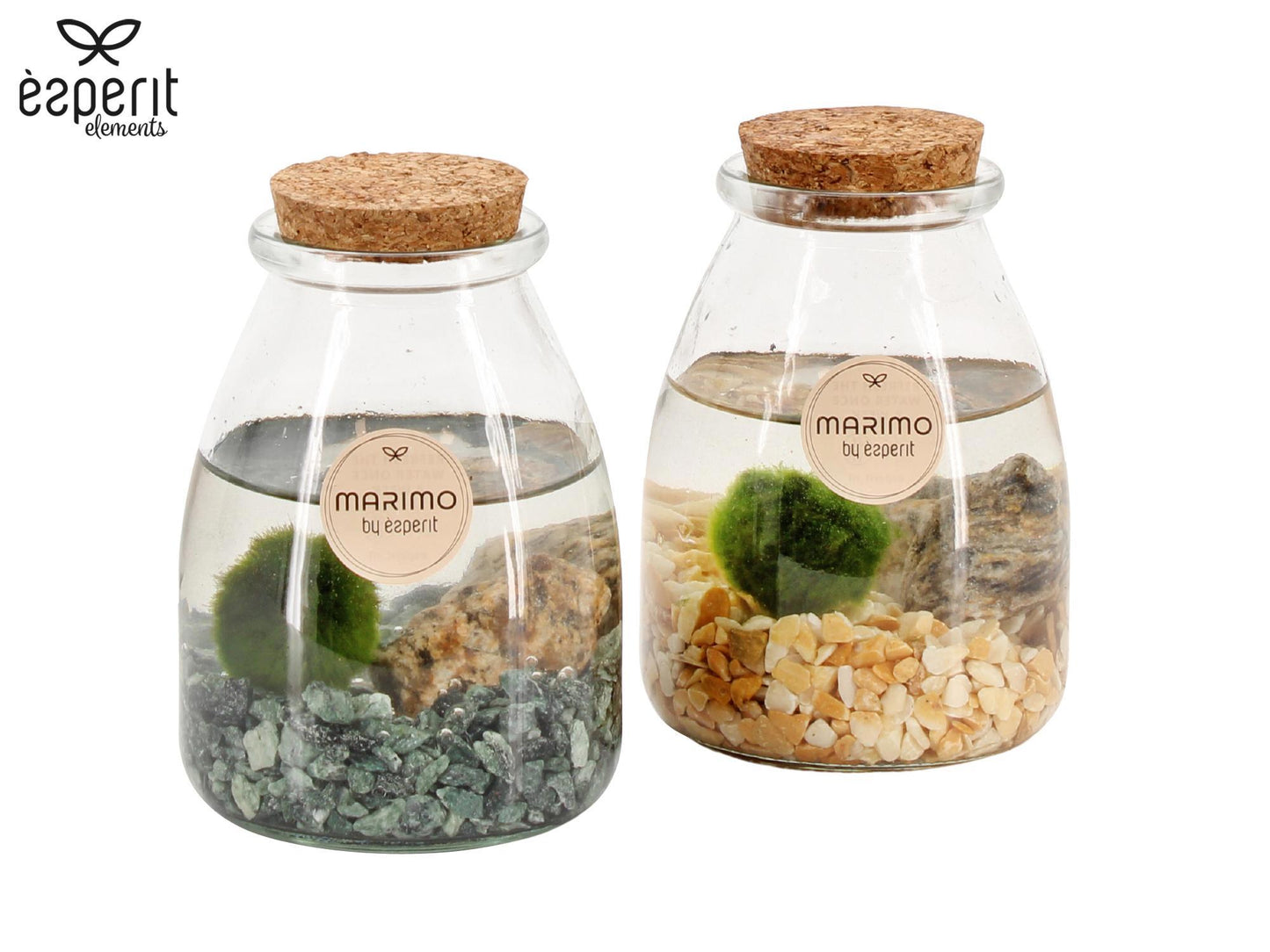 Marimo moss ball in glass 13cm 9cm Pot