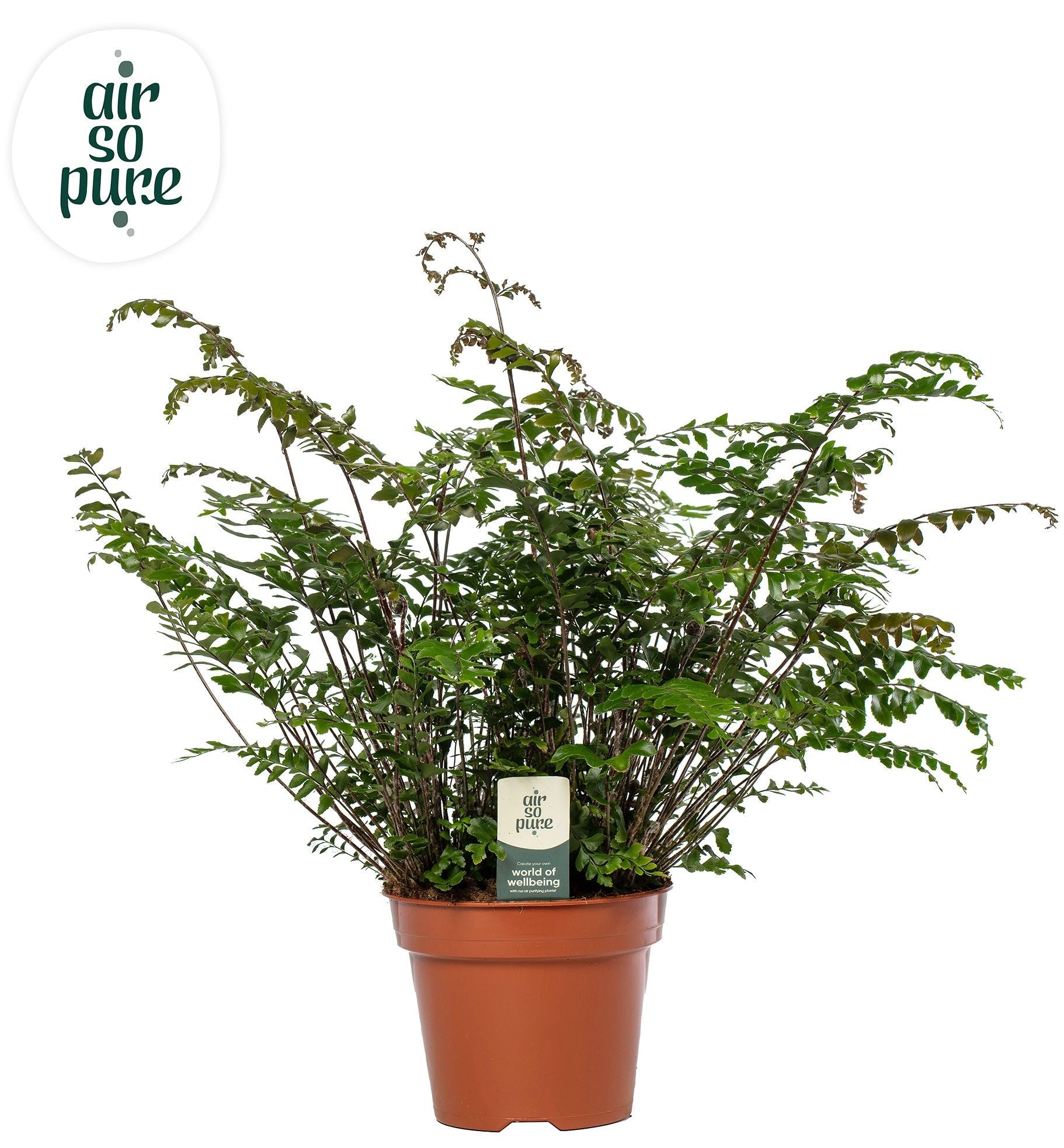 Didymochlaena truncatula 60cm 17cm Pot