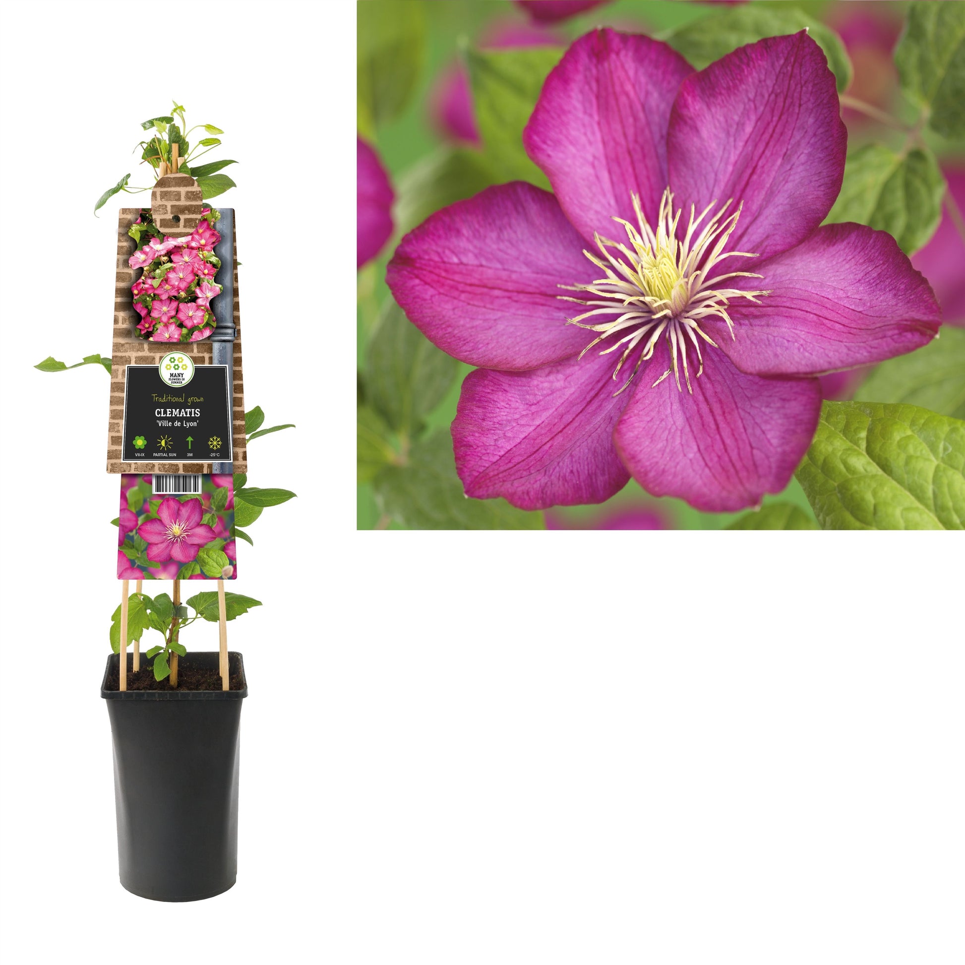 Clematisi Ville de Lyon 75cm 17cm Pot