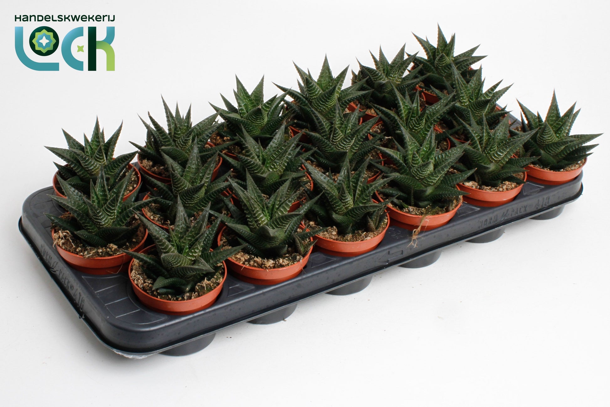 Haworthia limifolia 15cm Special Pot (508)