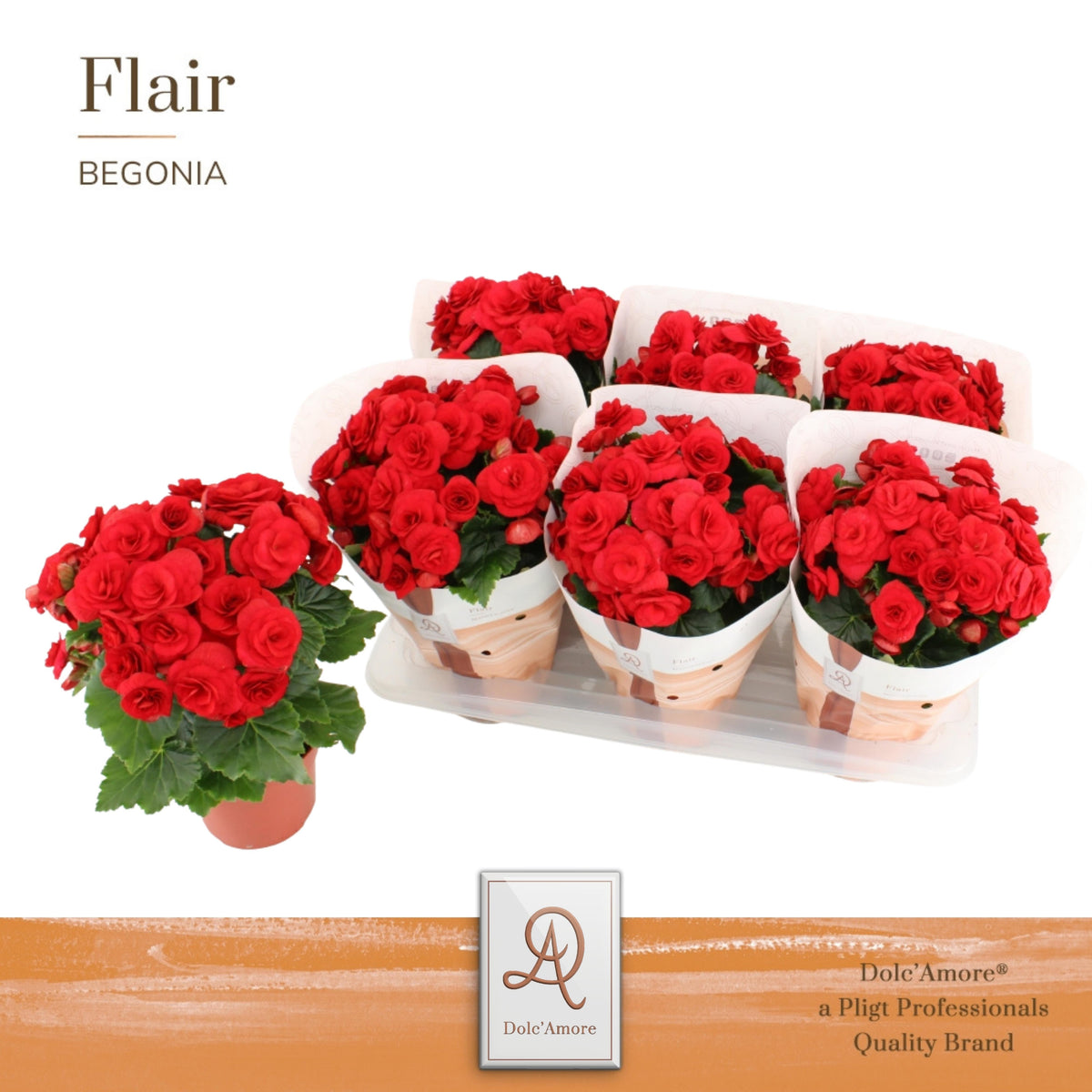 Begonia Baladin 31cm 14cm Pot