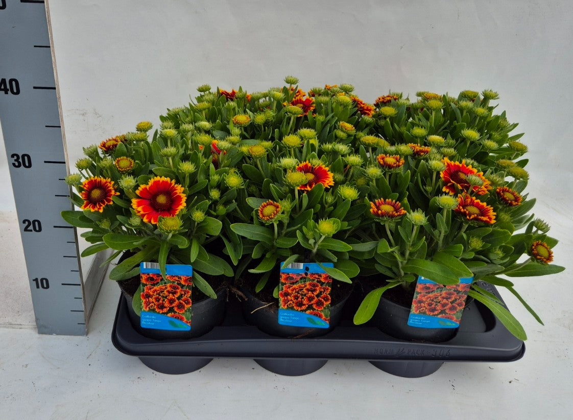 Gaillardia mix 35cm 17cm Pot
