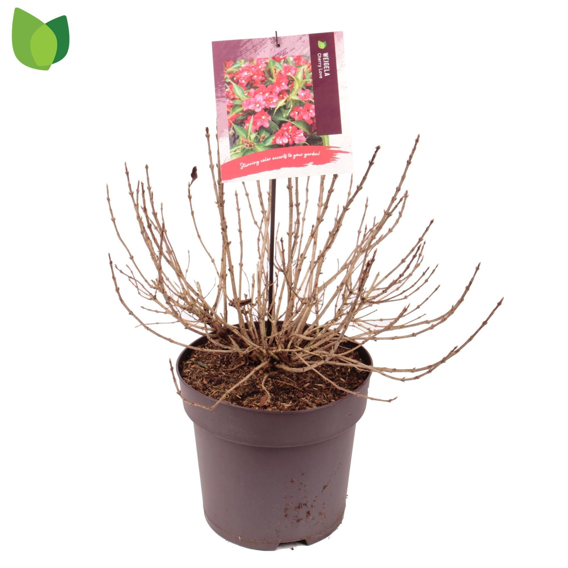 Weigela 65cm 29cm Pot