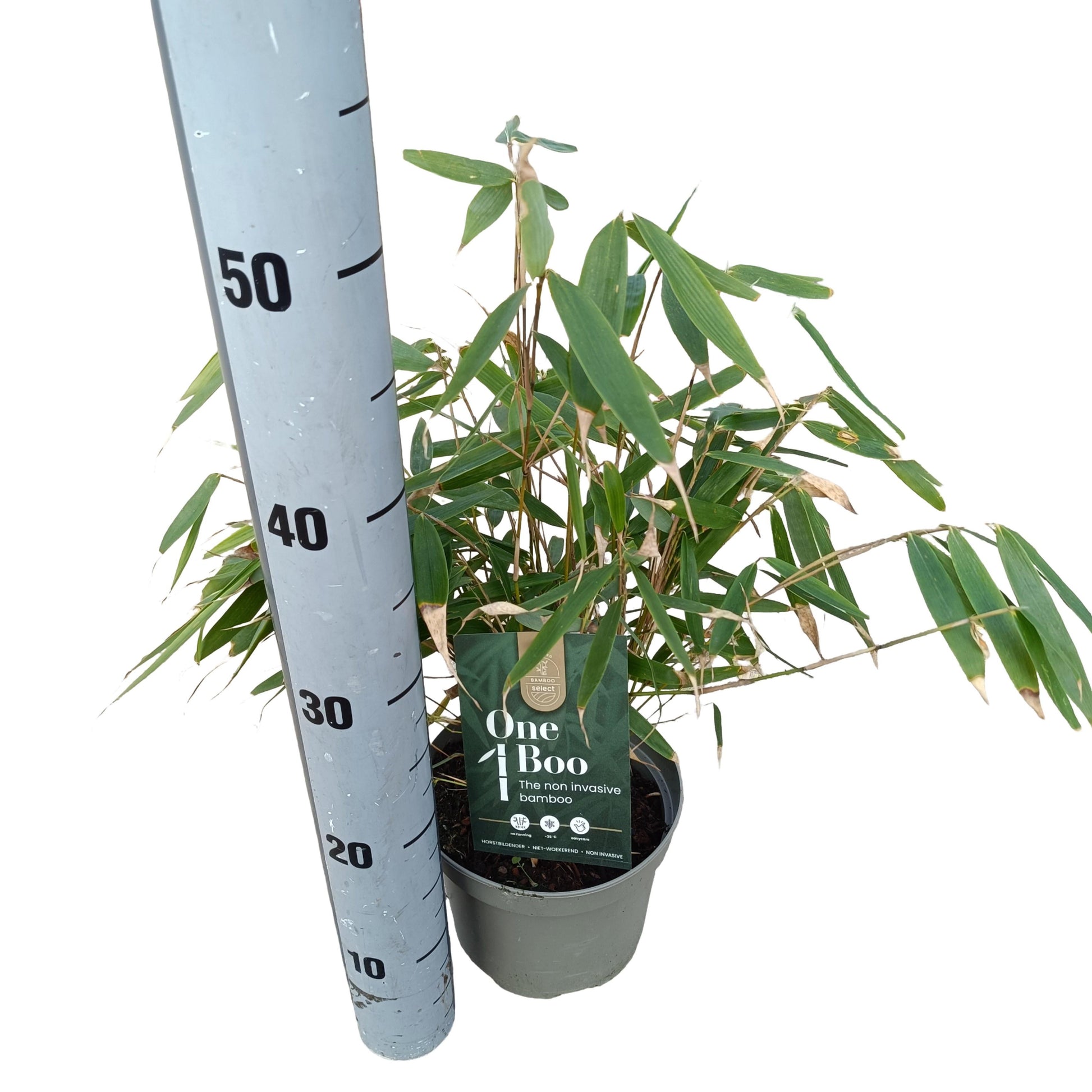 Fargesia 40cm 17cm Pot