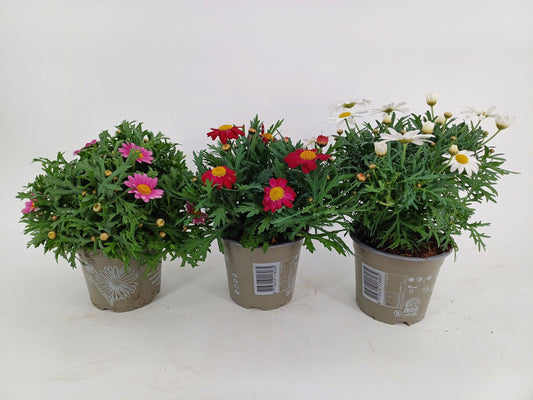 Argyranthemum frutescens 25cm 12cm Pot