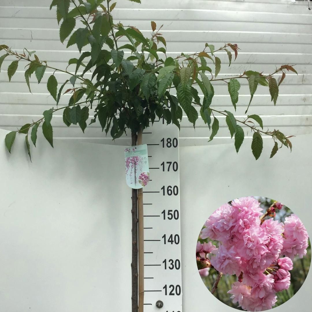 Prunus ser. Kiku-shidare-zakura 180cm 29cm Pot