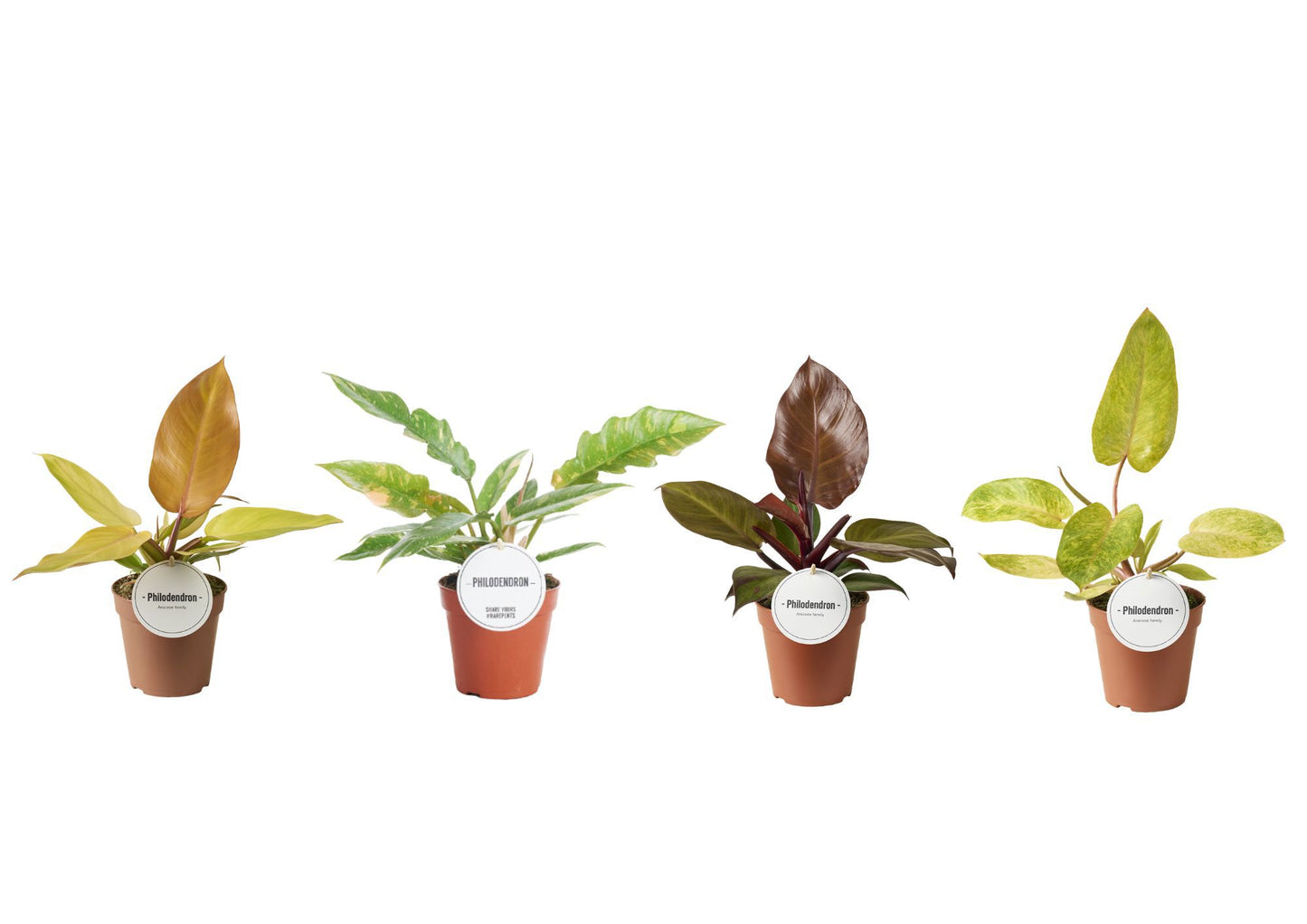 Philodendron mix 30cm 12cm Pot