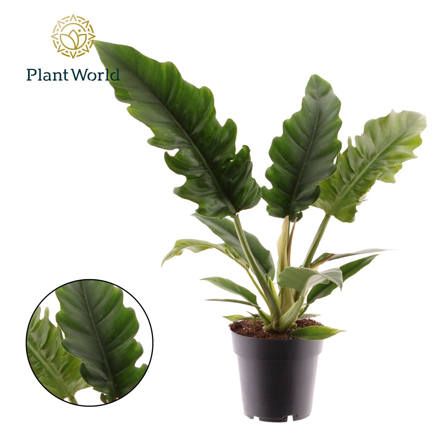 Philodendron Narrow Escape 40cm 14cm Pot
