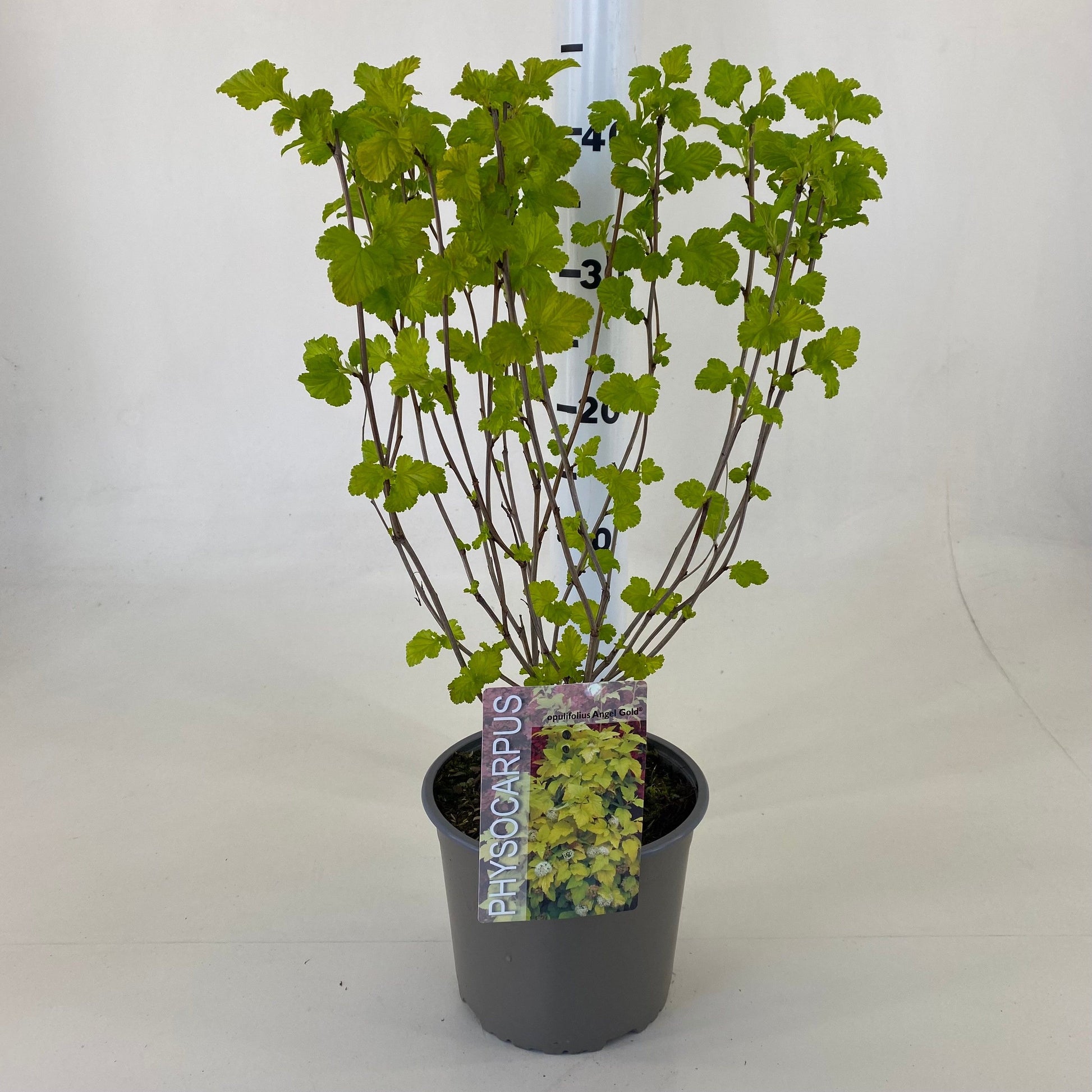 Physocarpus Angel Gold 25cm 19cm Pot