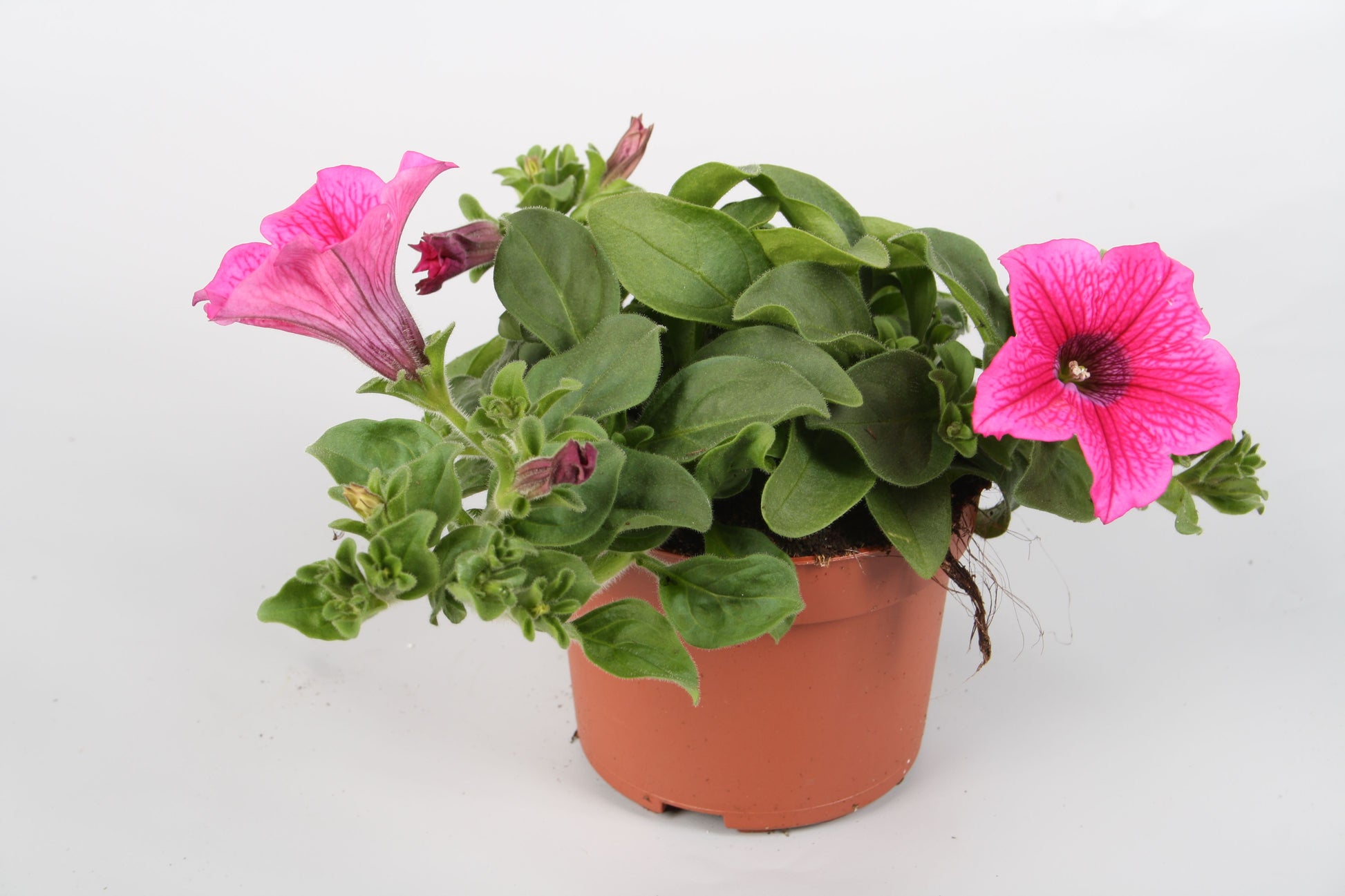 Petunia Hot Pink Surfinia 22cm 510cm Pot