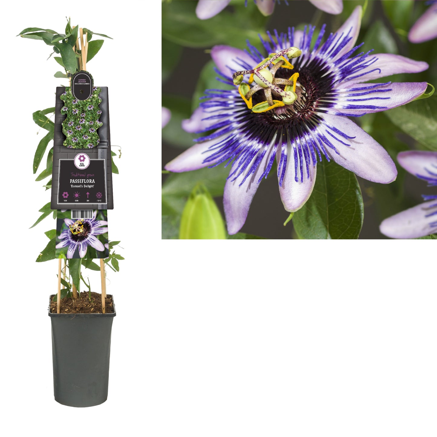 Passiflora Damsel's Delight 75cm 17cm Pot