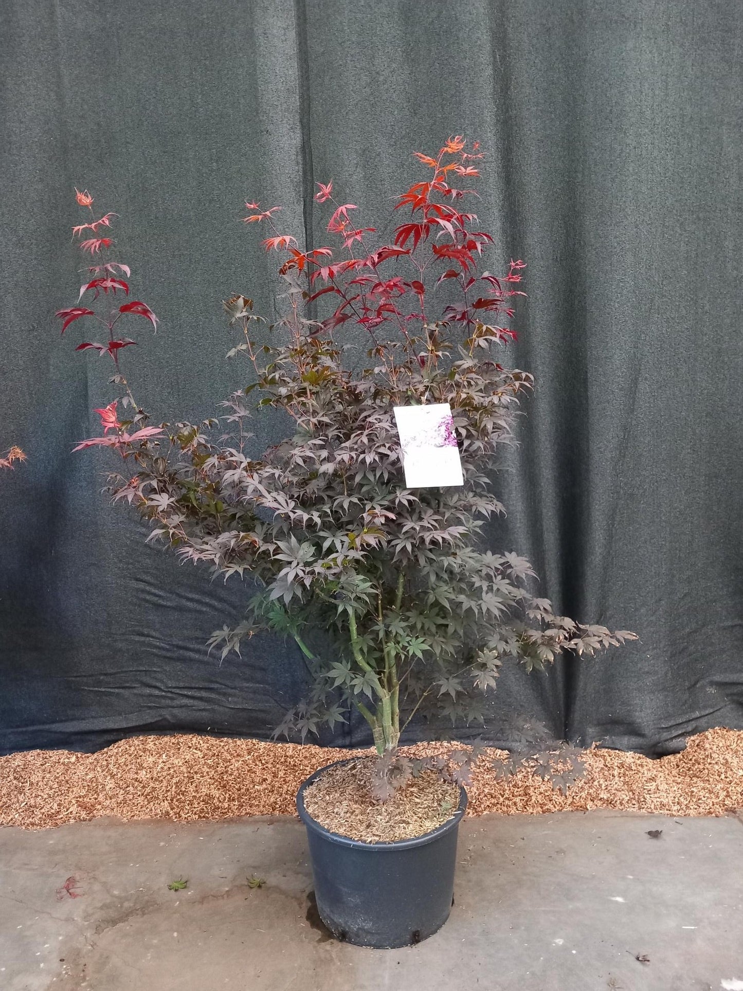 Acer palm. Bloodgood 140cm 45cm Pot