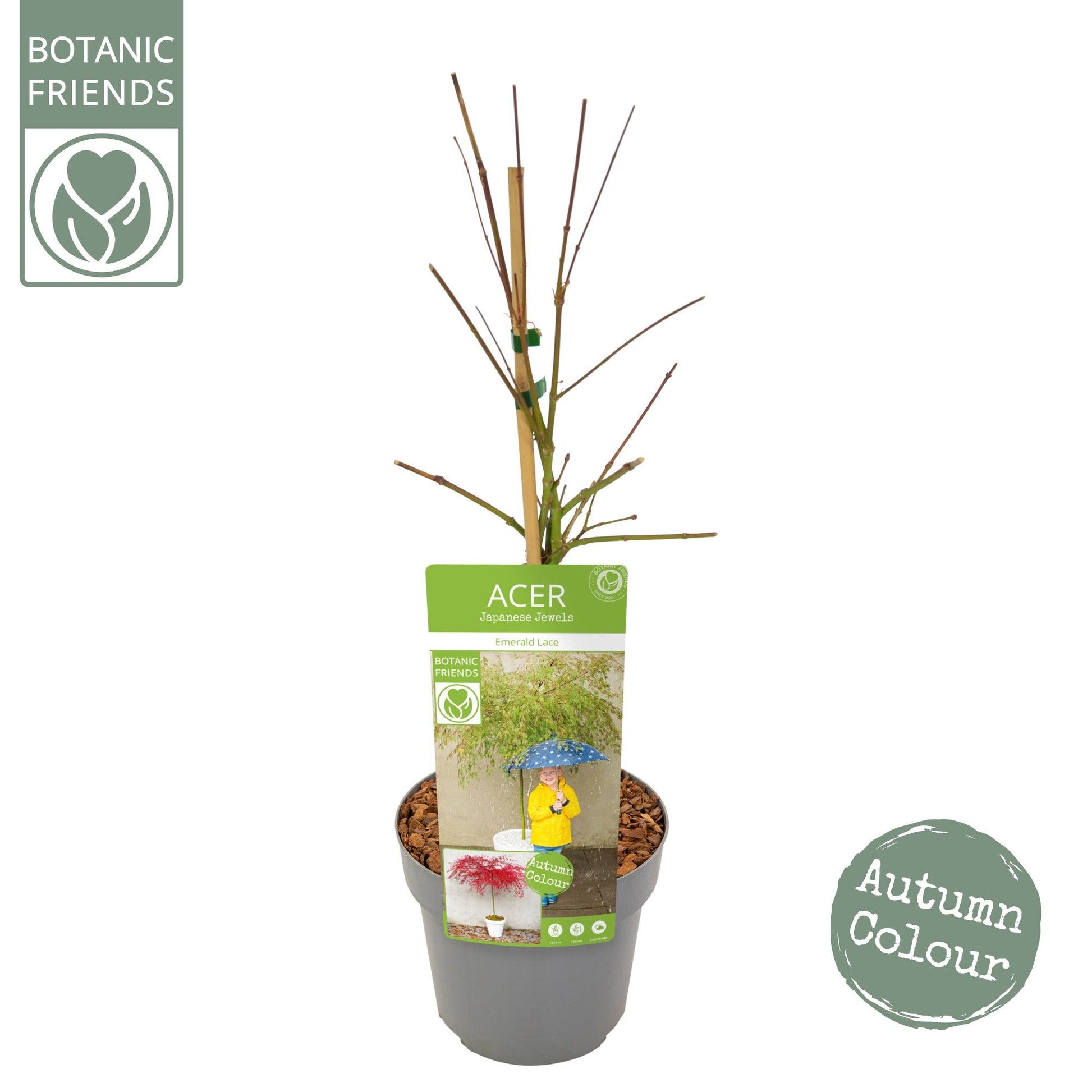 Acer Emerald Lace 65cm 19cm Pot